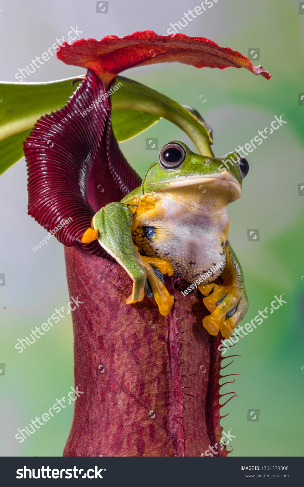 89 Imágenes De Nephentes Imágenes Fotos Y Vectores De Stock