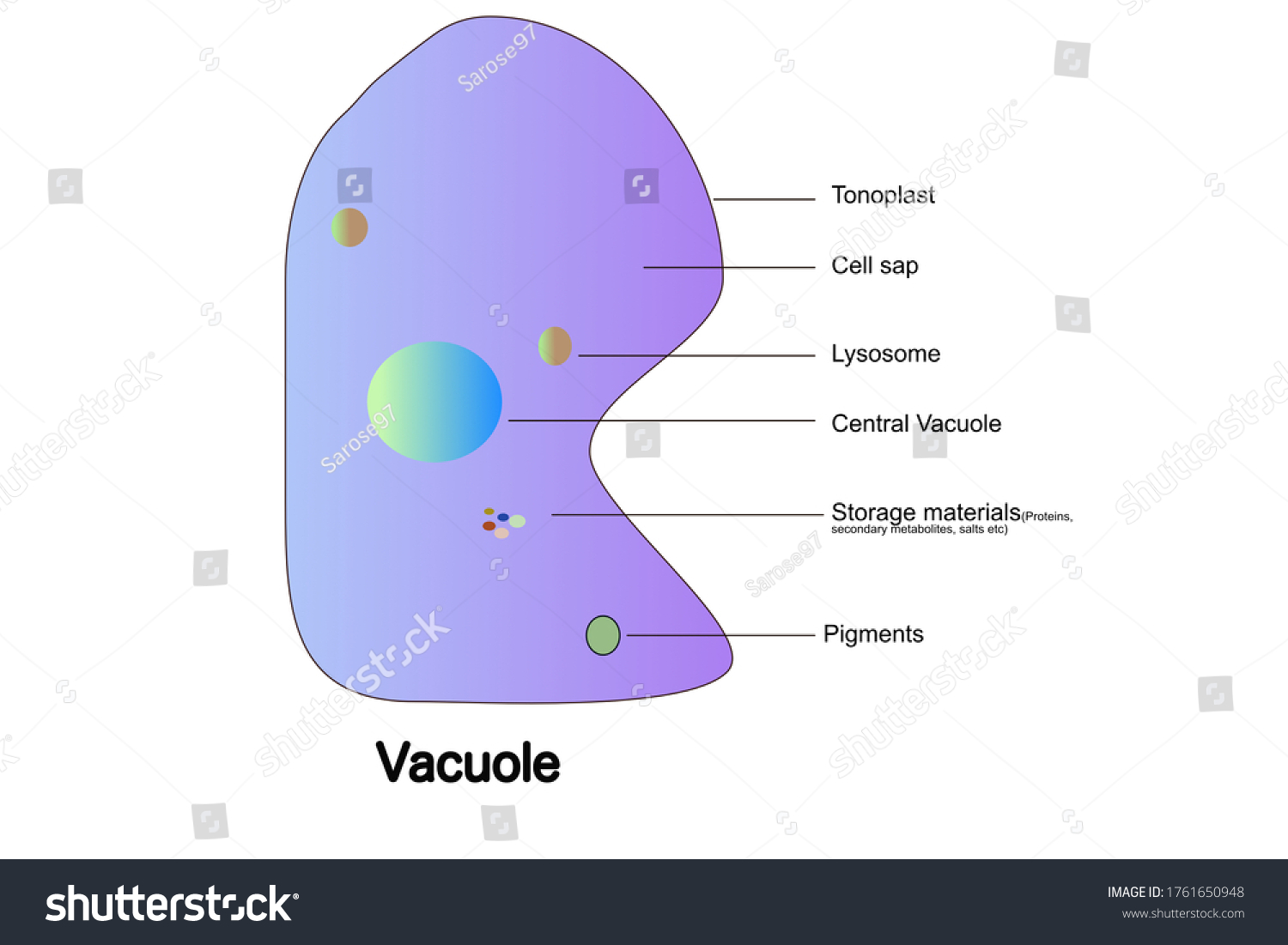 plant cell vacuole