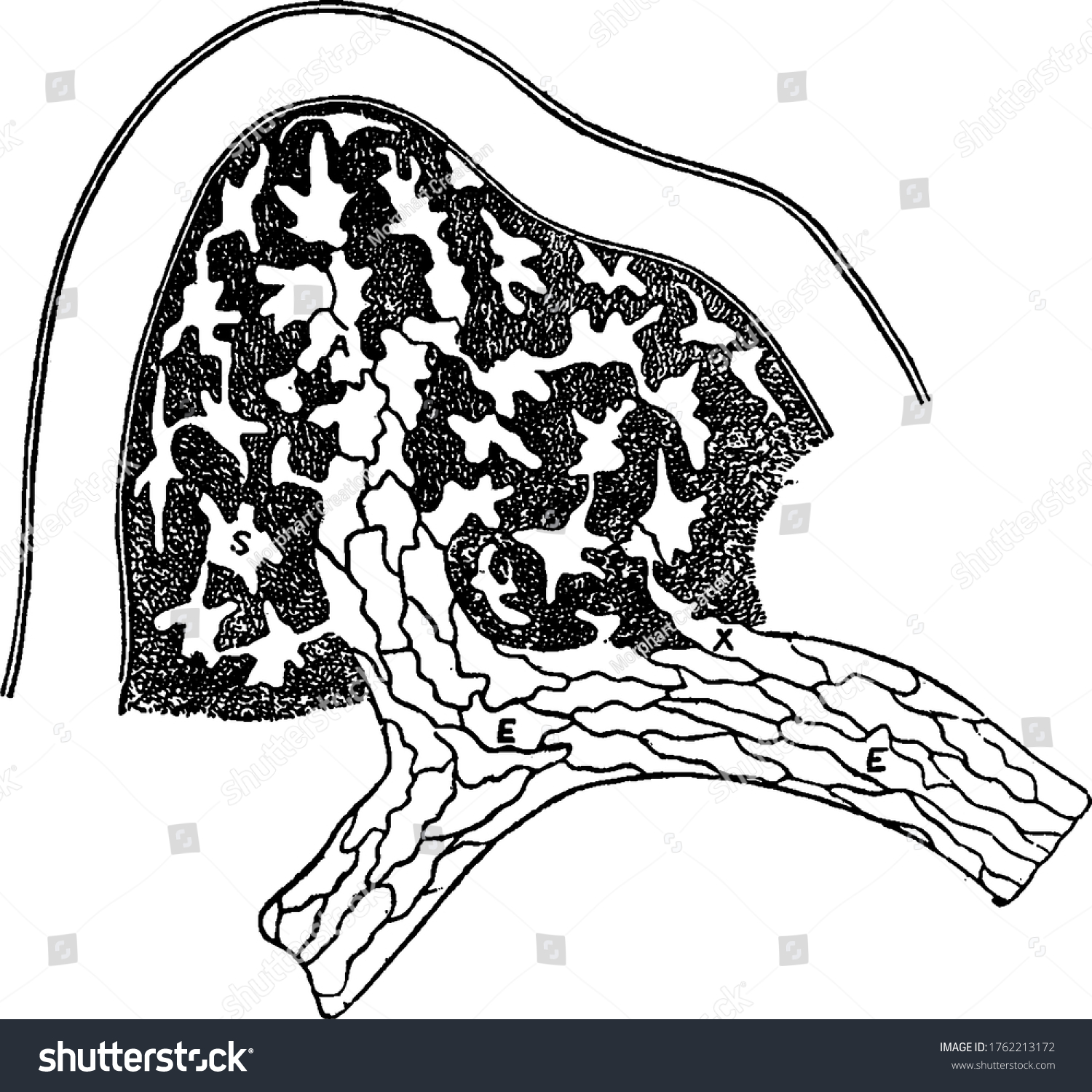 1 Lympathic system Images, Stock Photos & Vectors | Shutterstock