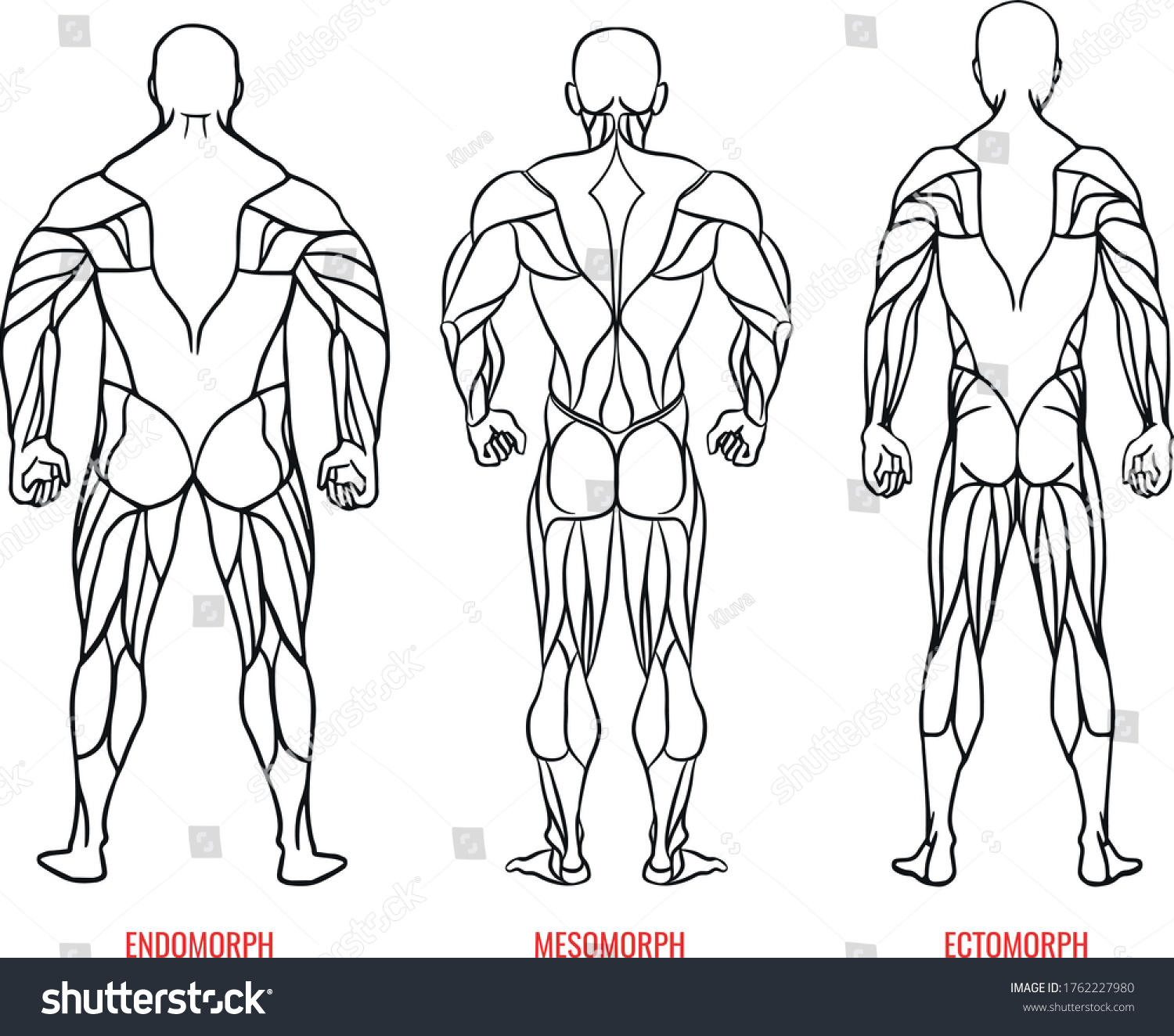 Men Body Types Diagram Three Somatotypes Stock Vector Royalty Free 1762227980 Shutterstock 