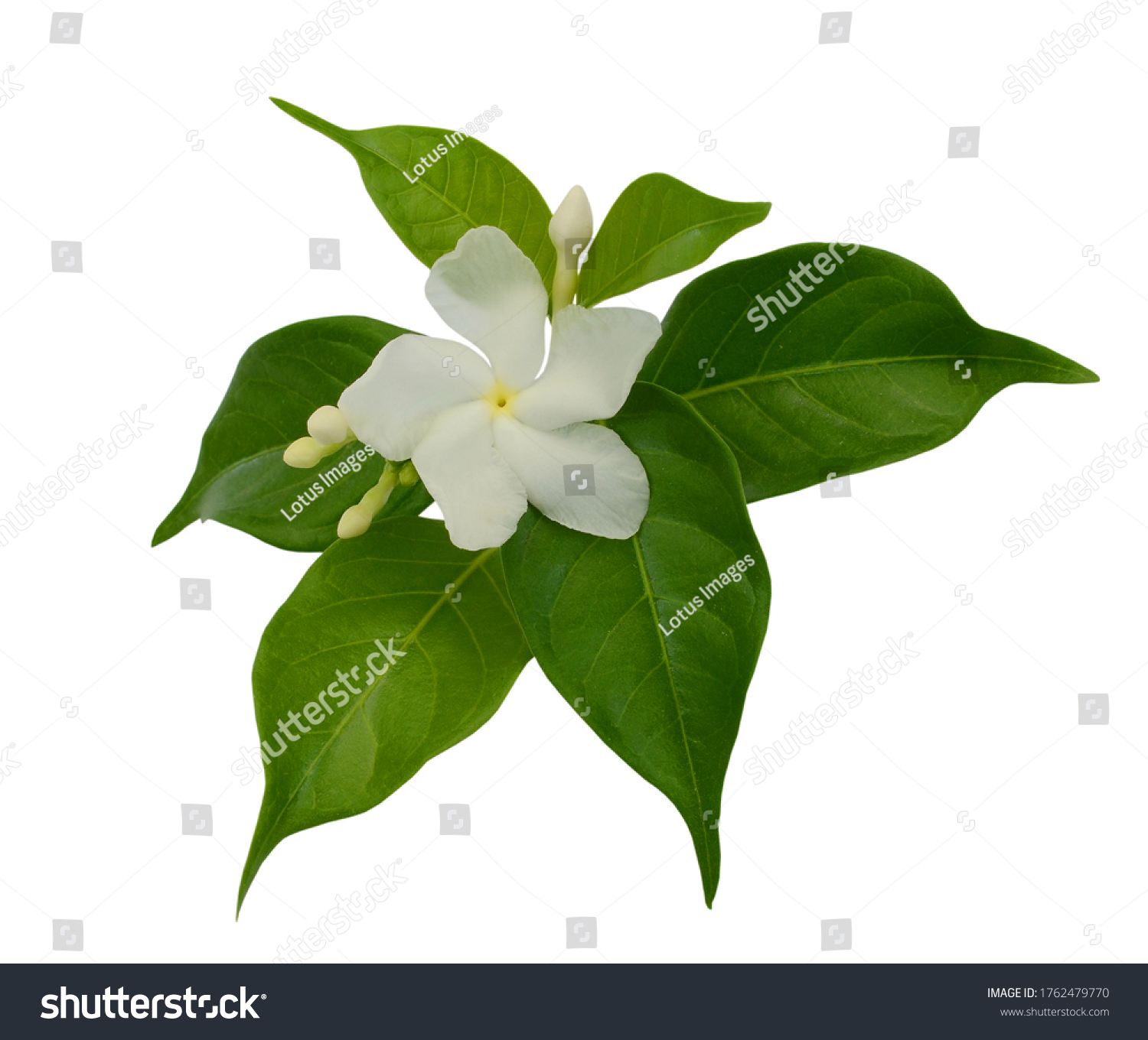 Beautiful Sampaguita Flowers Isolated On White Stock Photo 1762479770 ...