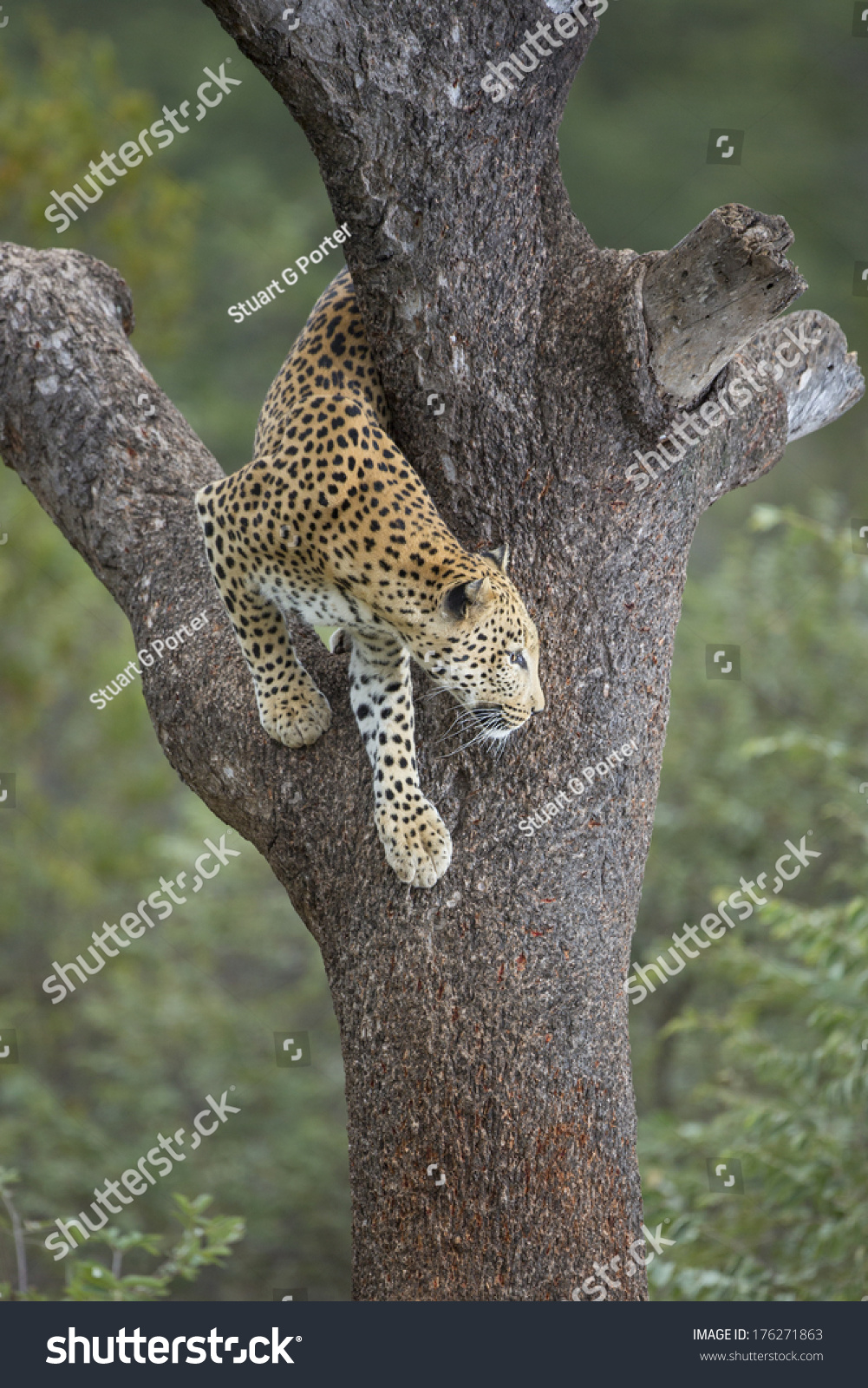 jaguar climbing down tree