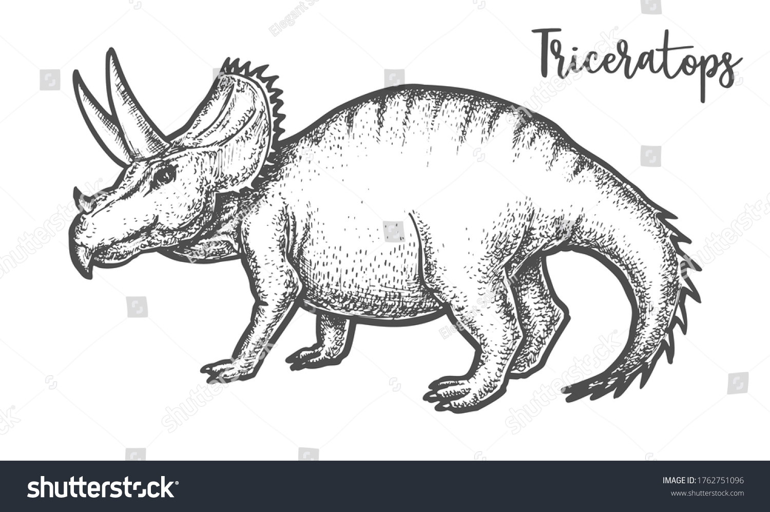 Hand Drawing Triceratops Dinosaur Vector Illustration Stock Vector