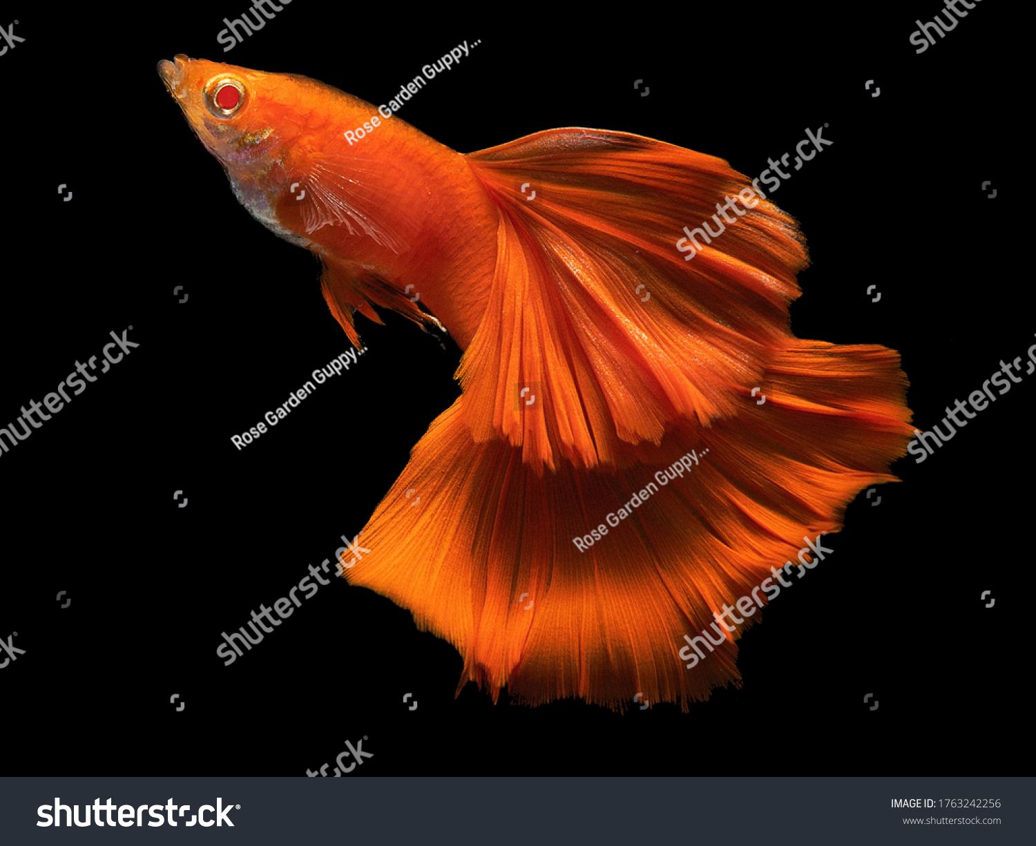 Albino Full Red Guppy Male Big Stock Photo 1763242256 | Shutterstock