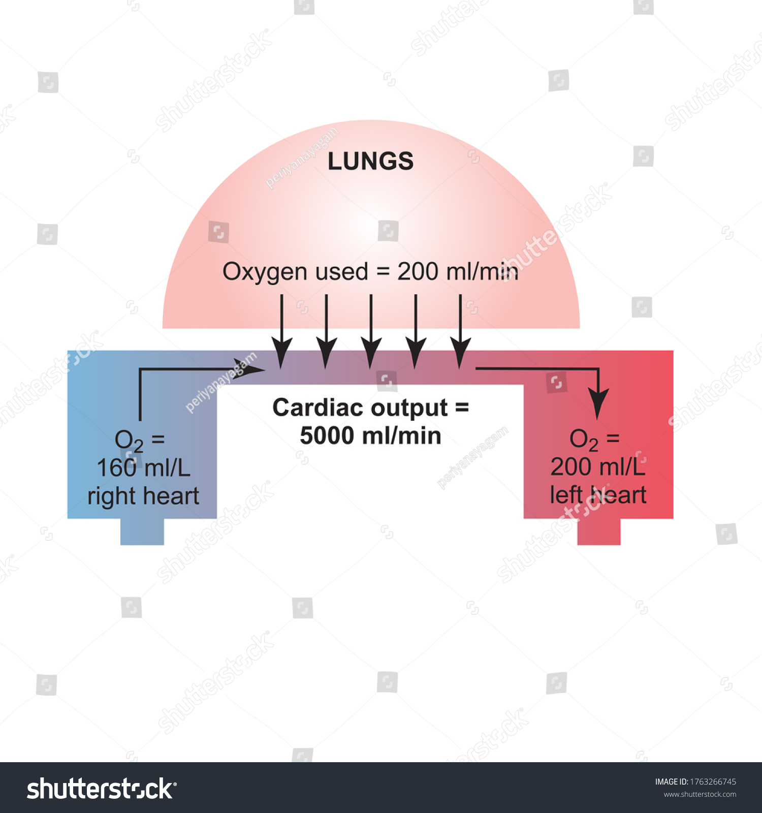 Fick Principle Determining Cardiac Output Stock Illustration 1763266745