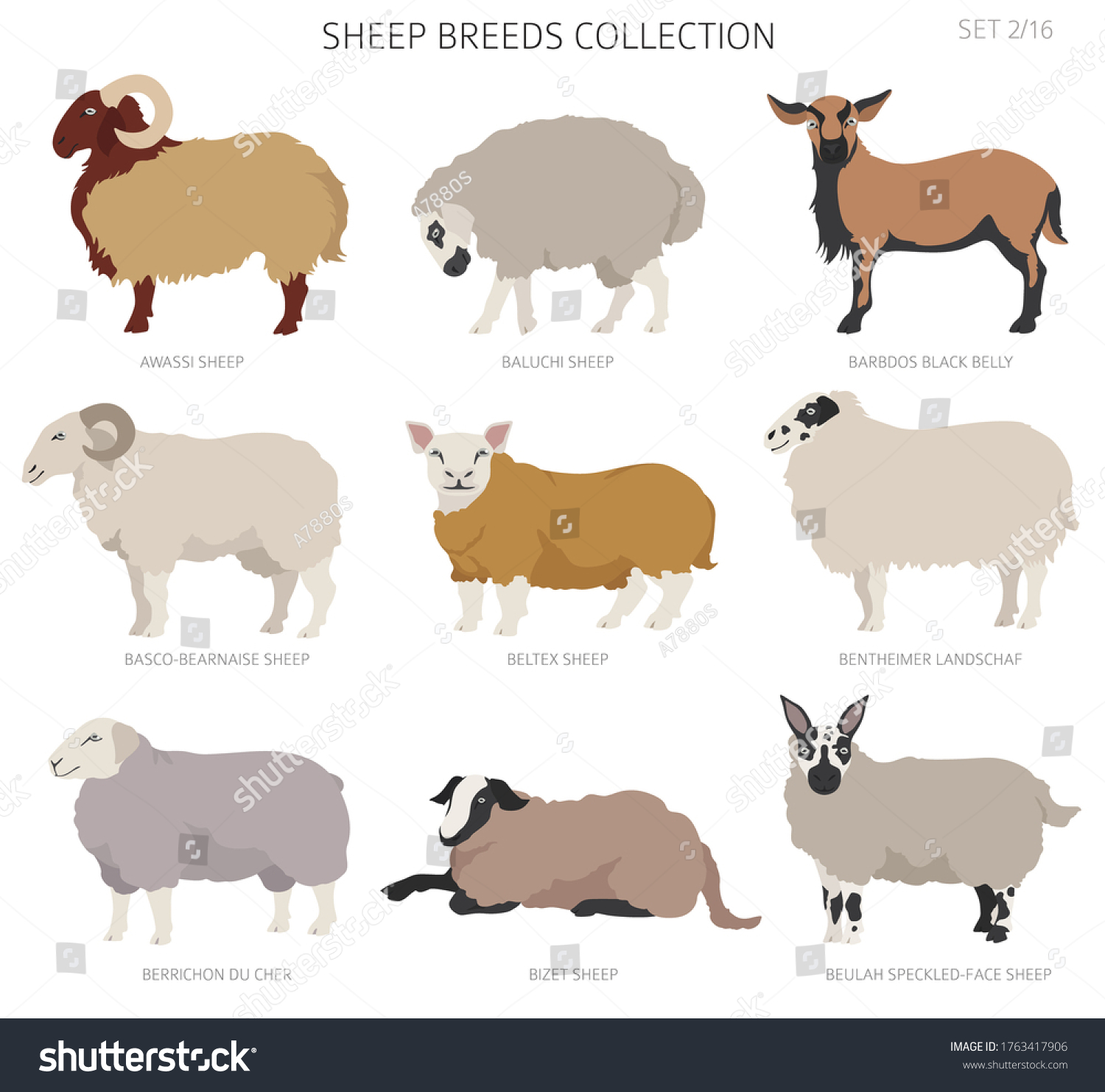 Sheep Breeds Collection 2 Farm Animals Stock Vector (Royalty Free ...