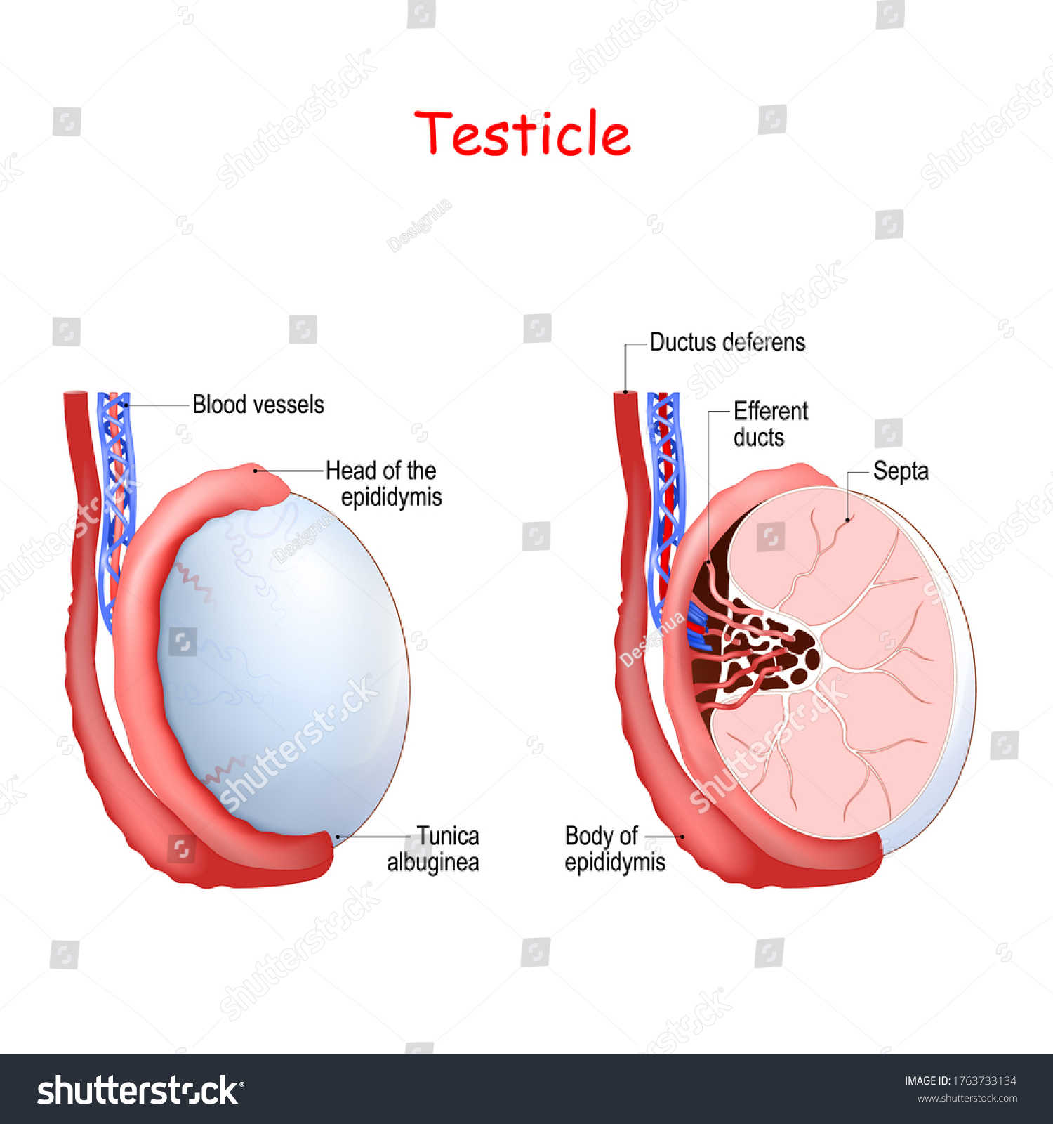 Anatomía De Testículo Diagrama De Las Vector De Stock Libre De Regalías 1763733134 0120