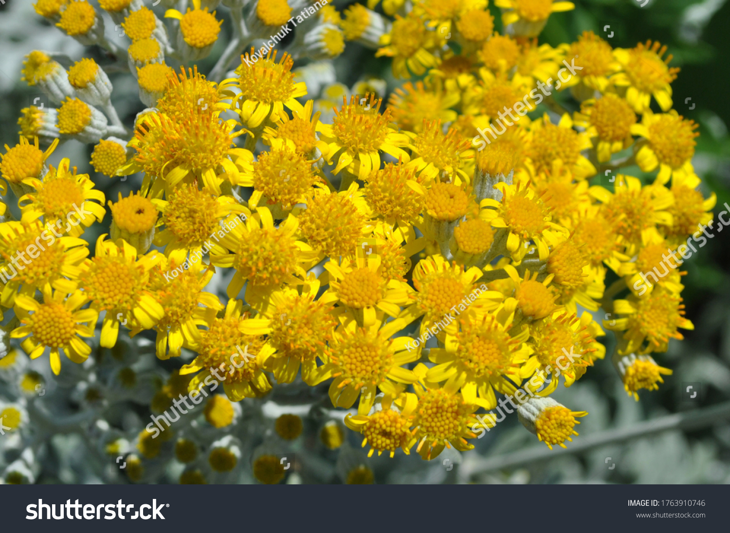 Photo Yellow Cineraria Flower Garden Stock Photo 1763910746 | Shutterstock