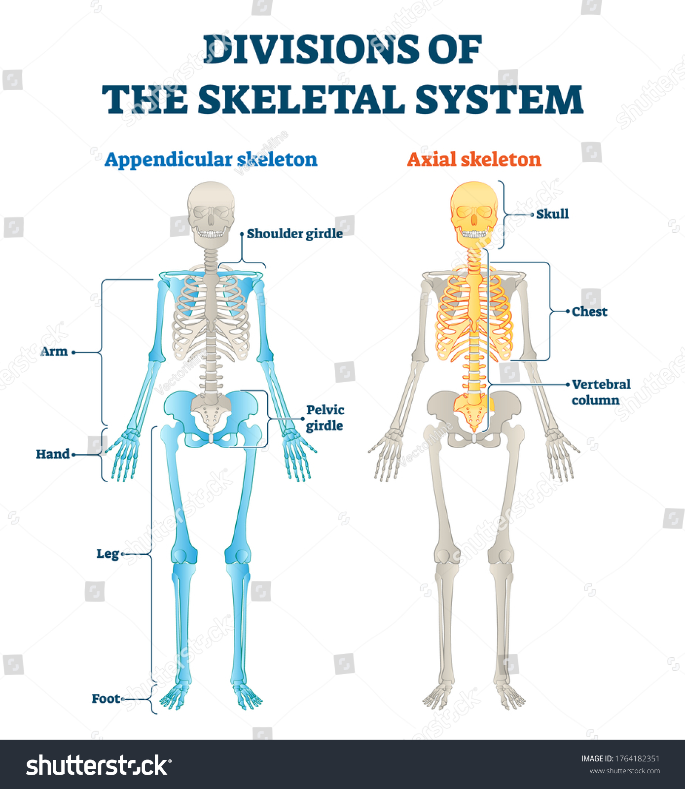 Divisions Appendicular Axial Skeletal System Labeled Stock Vector ...