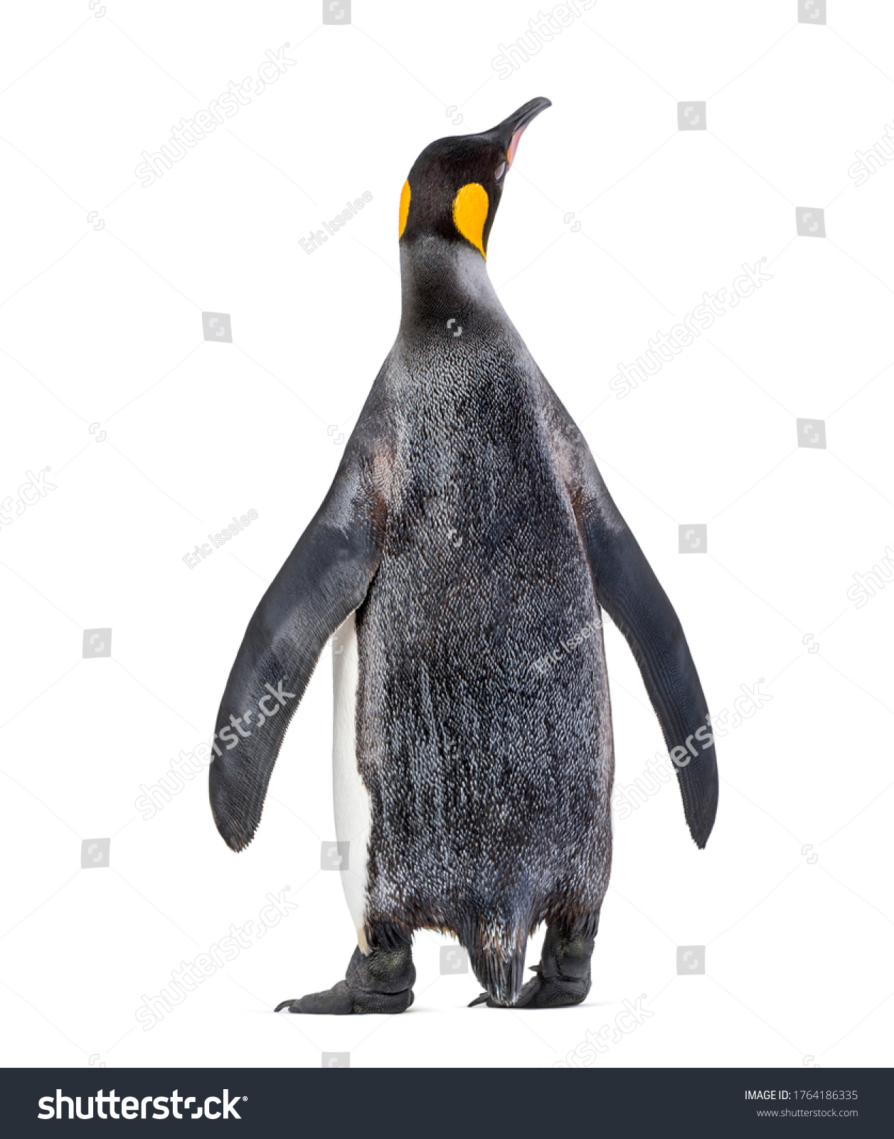 1,846 imágenes de Penguin back - Imágenes, fotos y vectores de stock ...