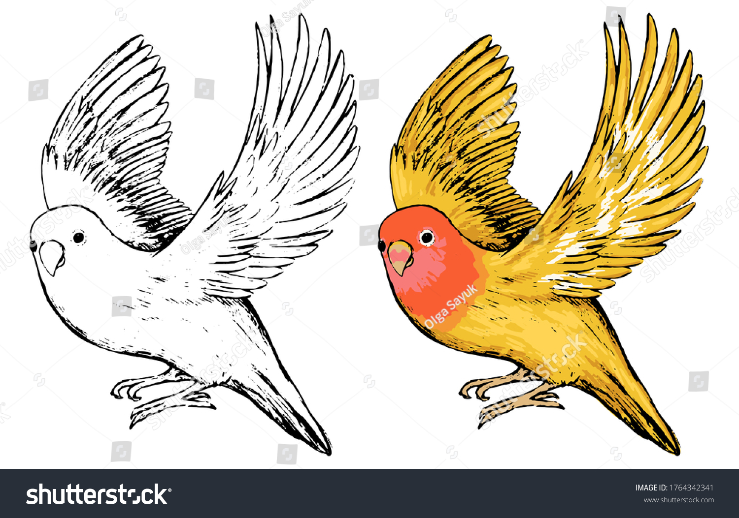 How To Draw A Lovebird