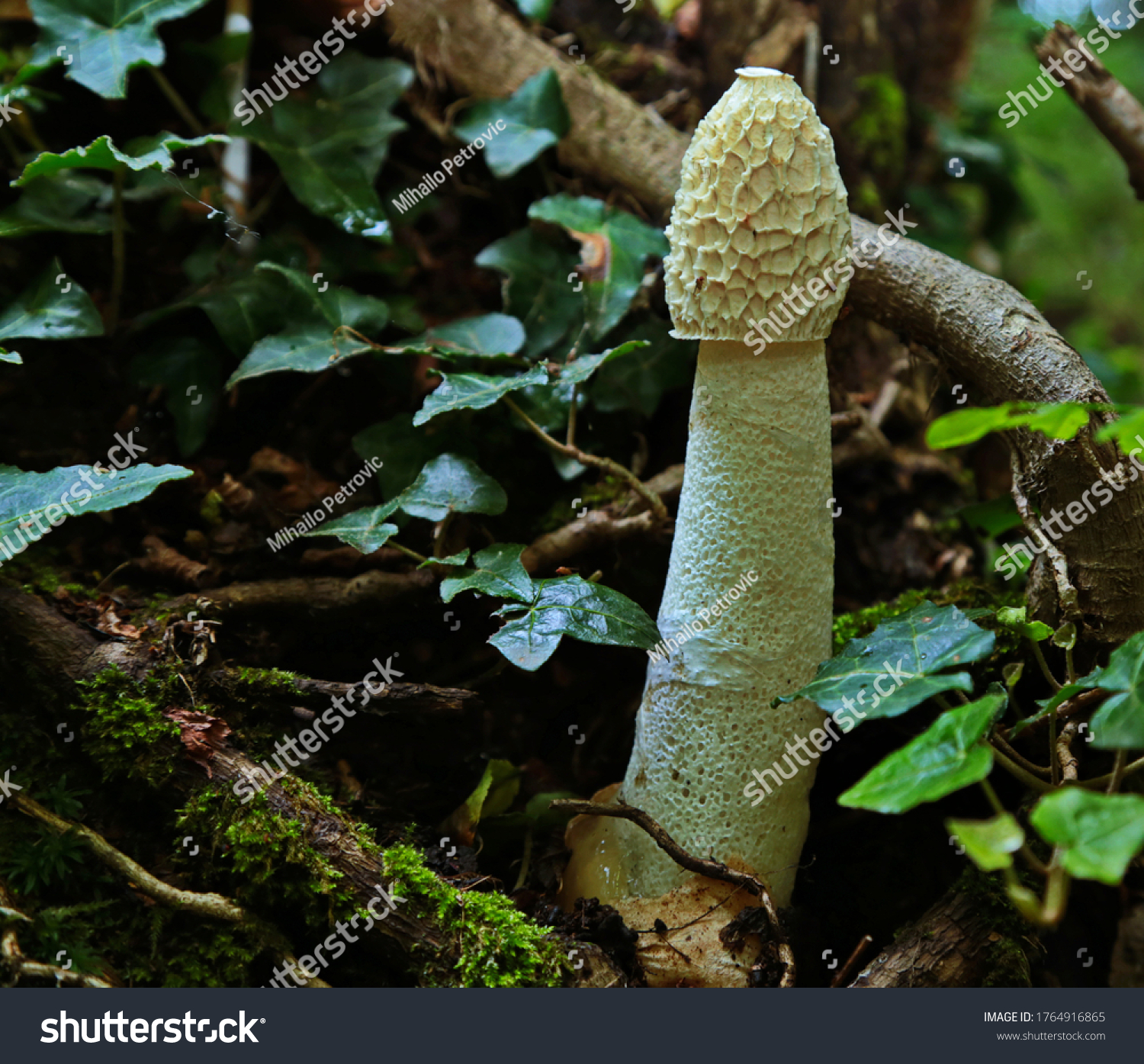 Dog Pecker Mushroom Pictures