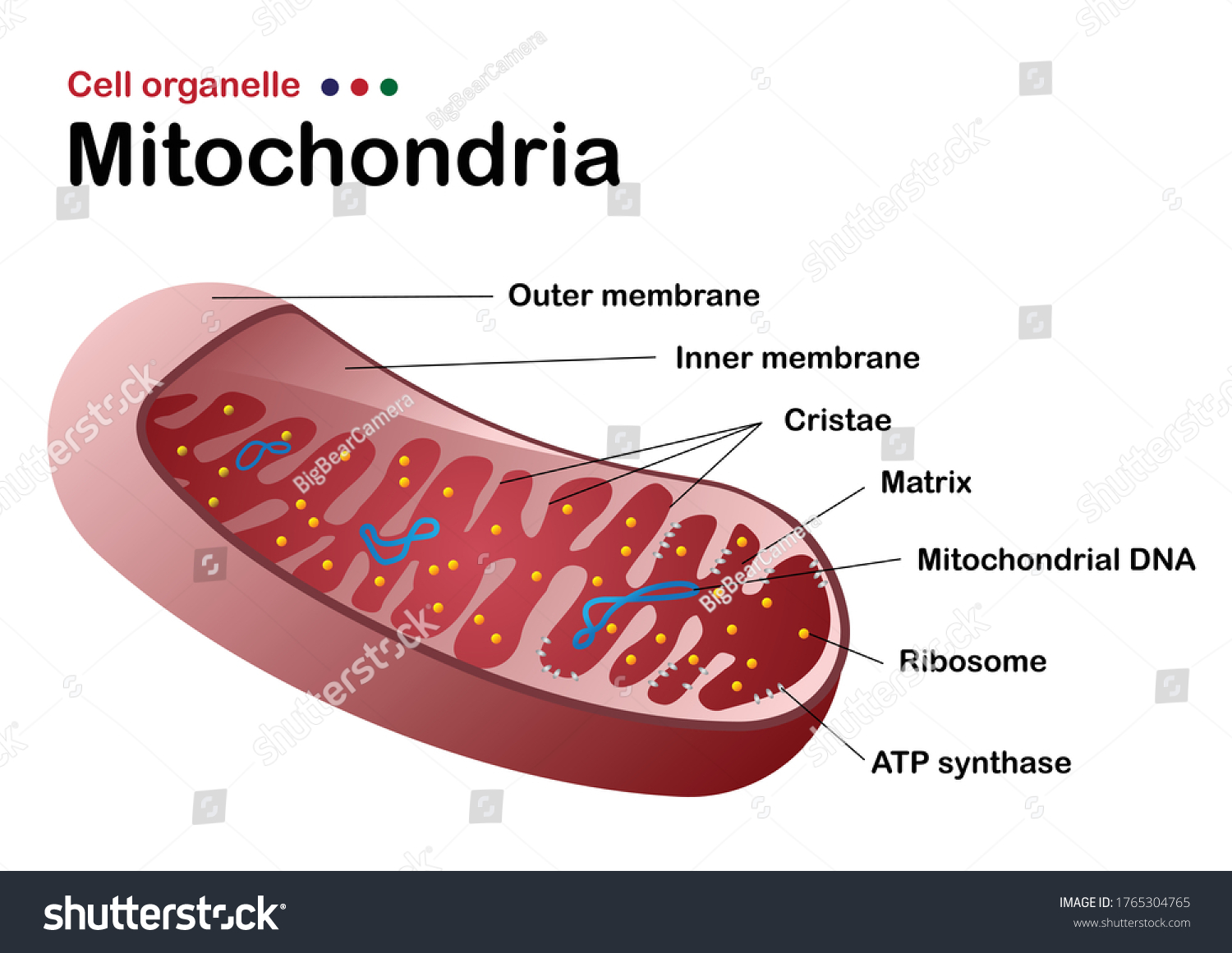 Biology Diagram Show Structure Mitochondria One Stock Vector (Royalty ...