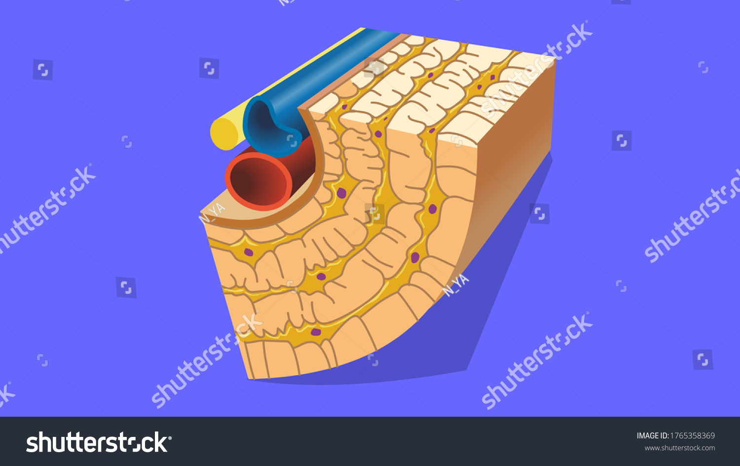 diagram-bone-structure-biology-stock-illustration-1765358369-shutterstock