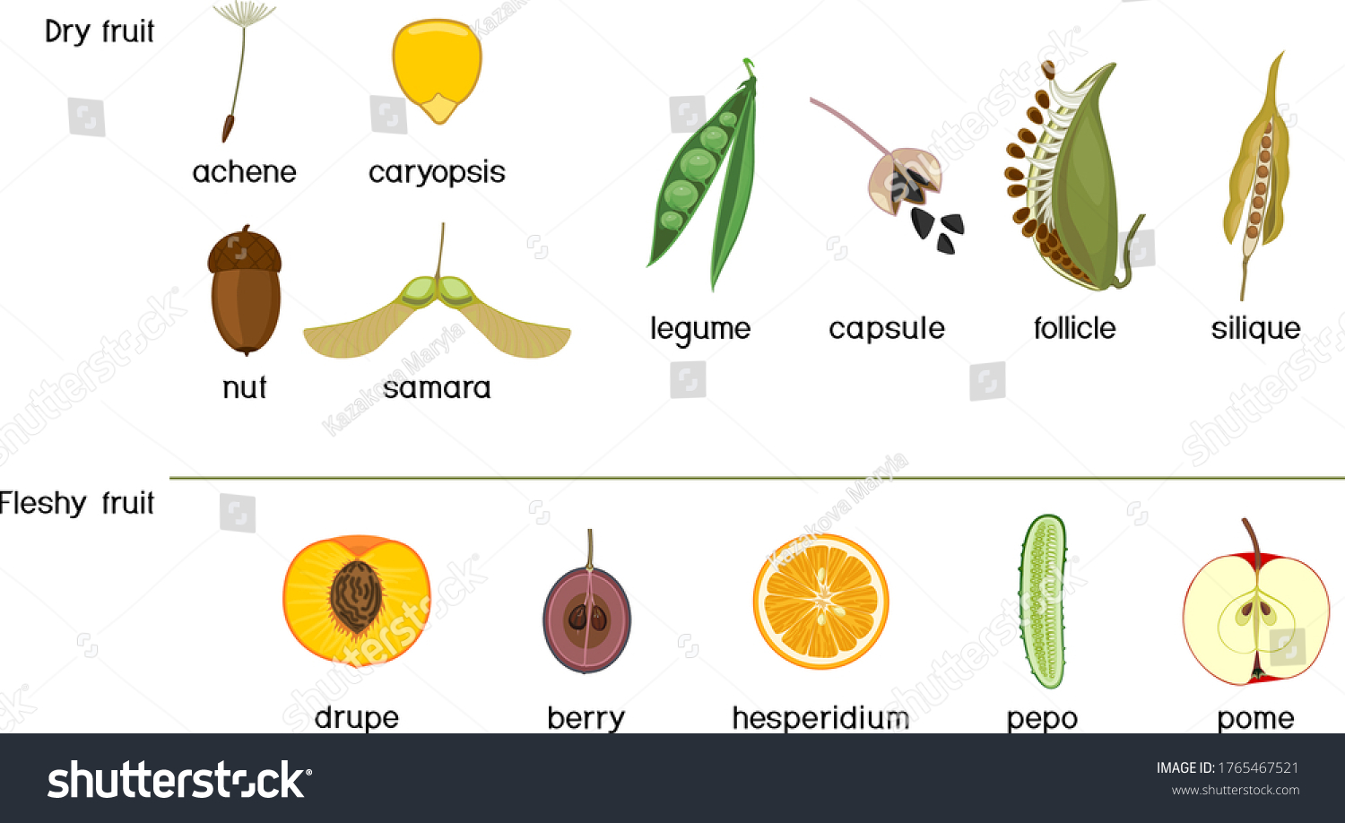 different-types-fruits-dry-fleshy-scheme