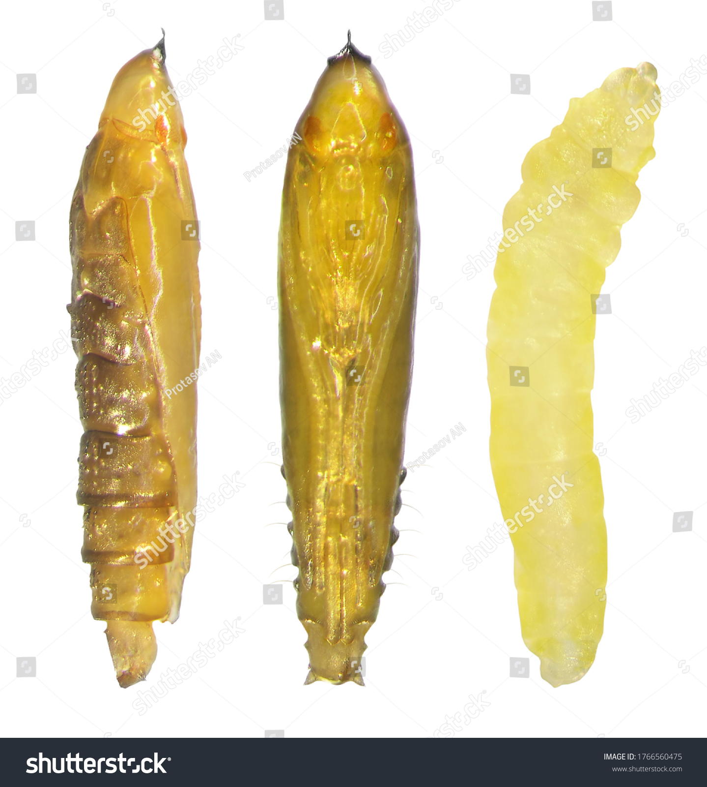 Moth Citrus Leafminer Phyllocnistis Citrella Lepidoptera Stock Photo ...