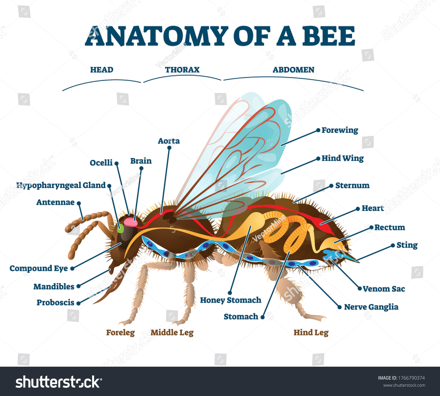 строение пчелы картинки