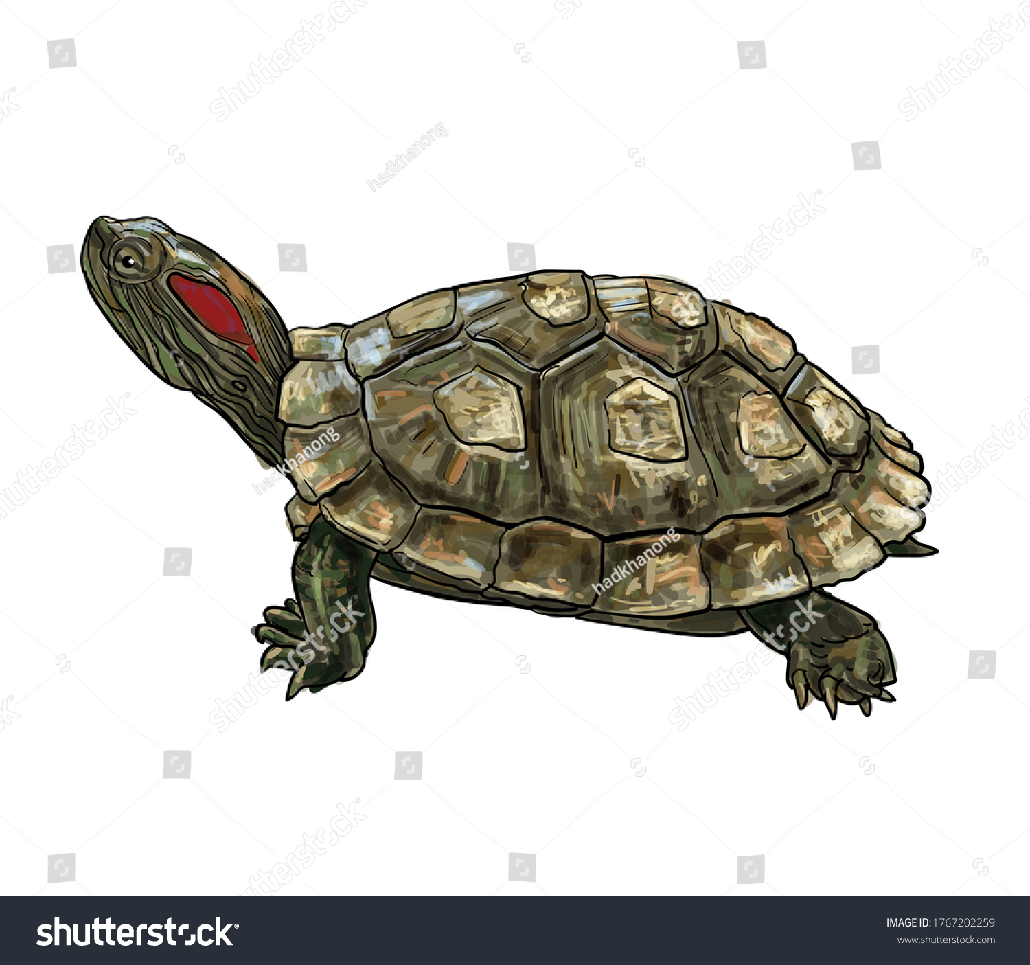 Redeared Slider Trachemys Scripta Elegans Turtle Stock Vector (Royalty ...