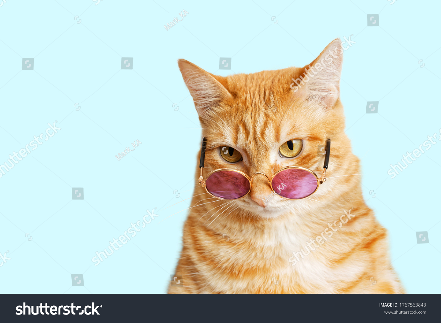 Closeup Portrait Funny Ginger Cat Wearing Stock Photo 1767563843 ...