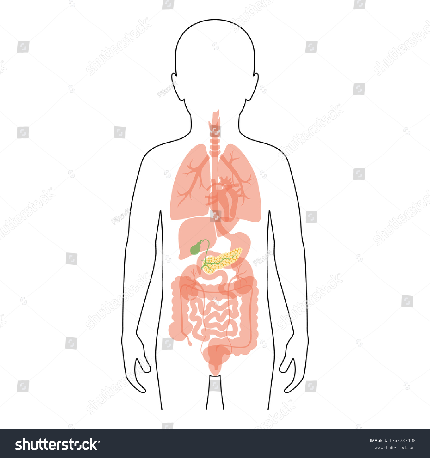 Vector Isolated Illustration Pancreas Duodenum Gallbladder Stock Vector ...