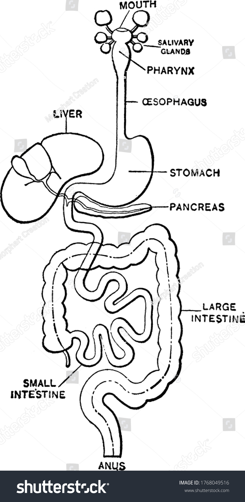 Digestive System Human Mouth Anus Consist Stock Vector Royalty Free 1768049516 Shutterstock