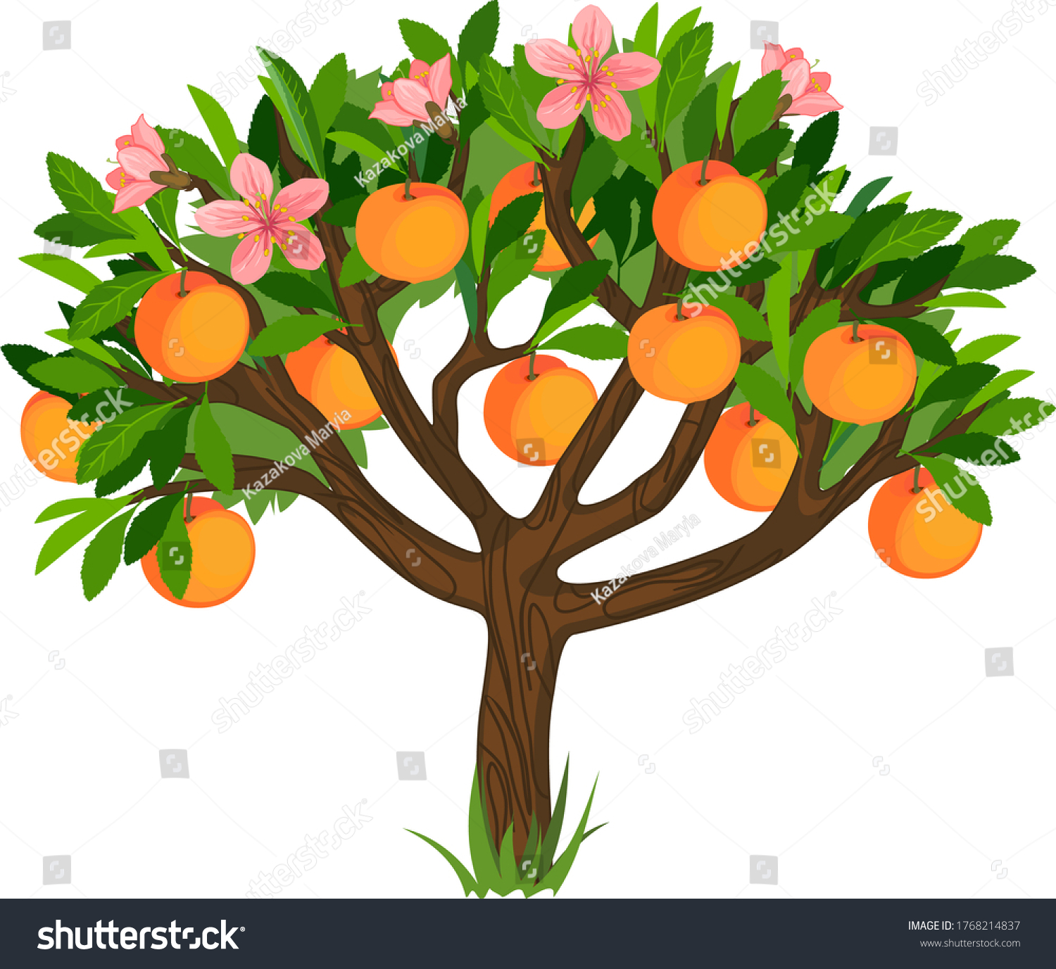 Дерево персик на прозрачном фоне