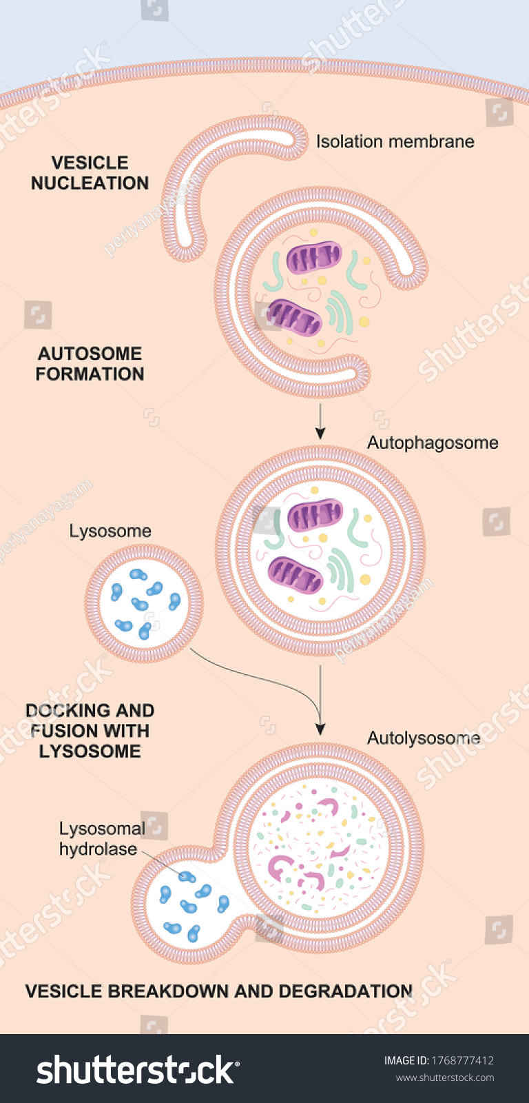 Schematic Diagram Autophagy Steps Stock Vector (Royalty Free ...