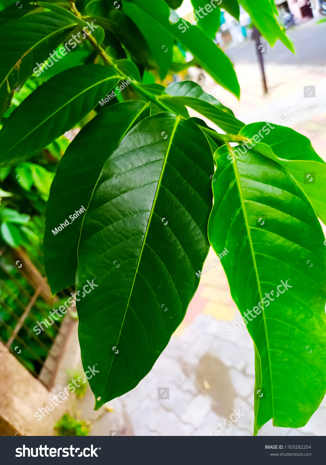 Lagerstroemia Speciosa Leaves Blur Background Stock Photo 1769282204 ...