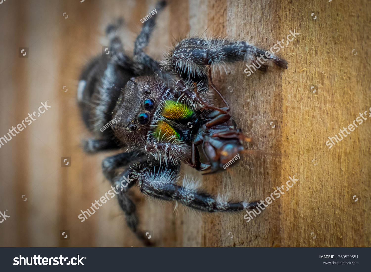 daring jumping spider