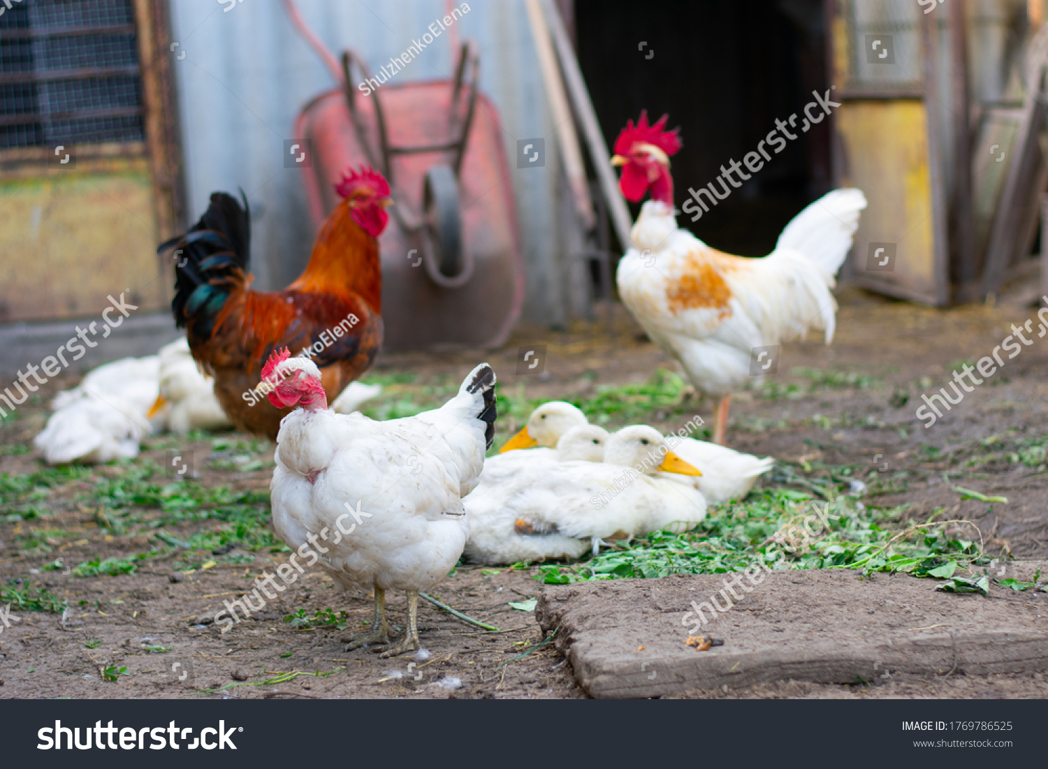 Poultry Yard Naked Neck Breed Chicken Stock Photo Shutterstock