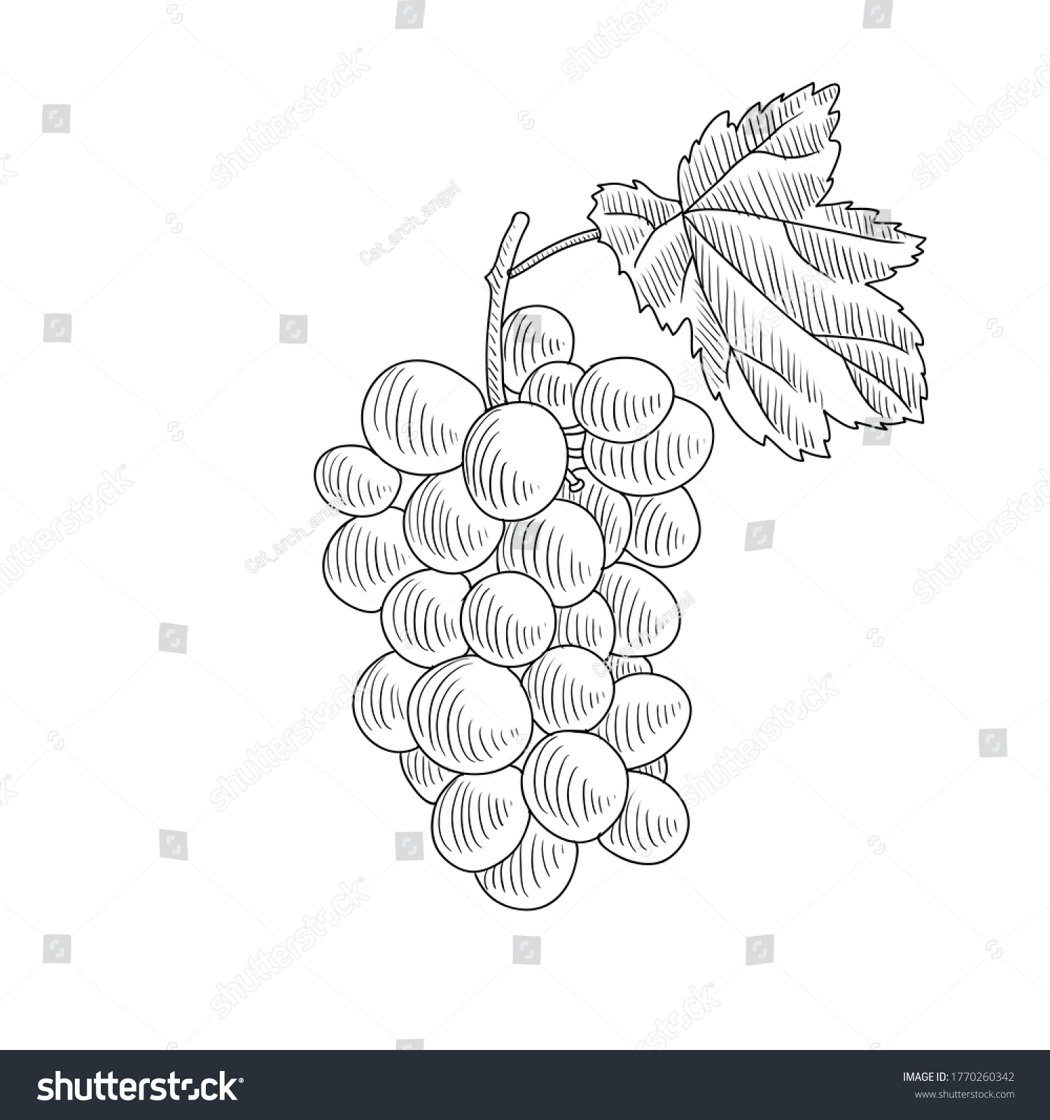 Vector Drawing Grape Vitis Vinifera Hand Stock Vector (Royalty Free ...