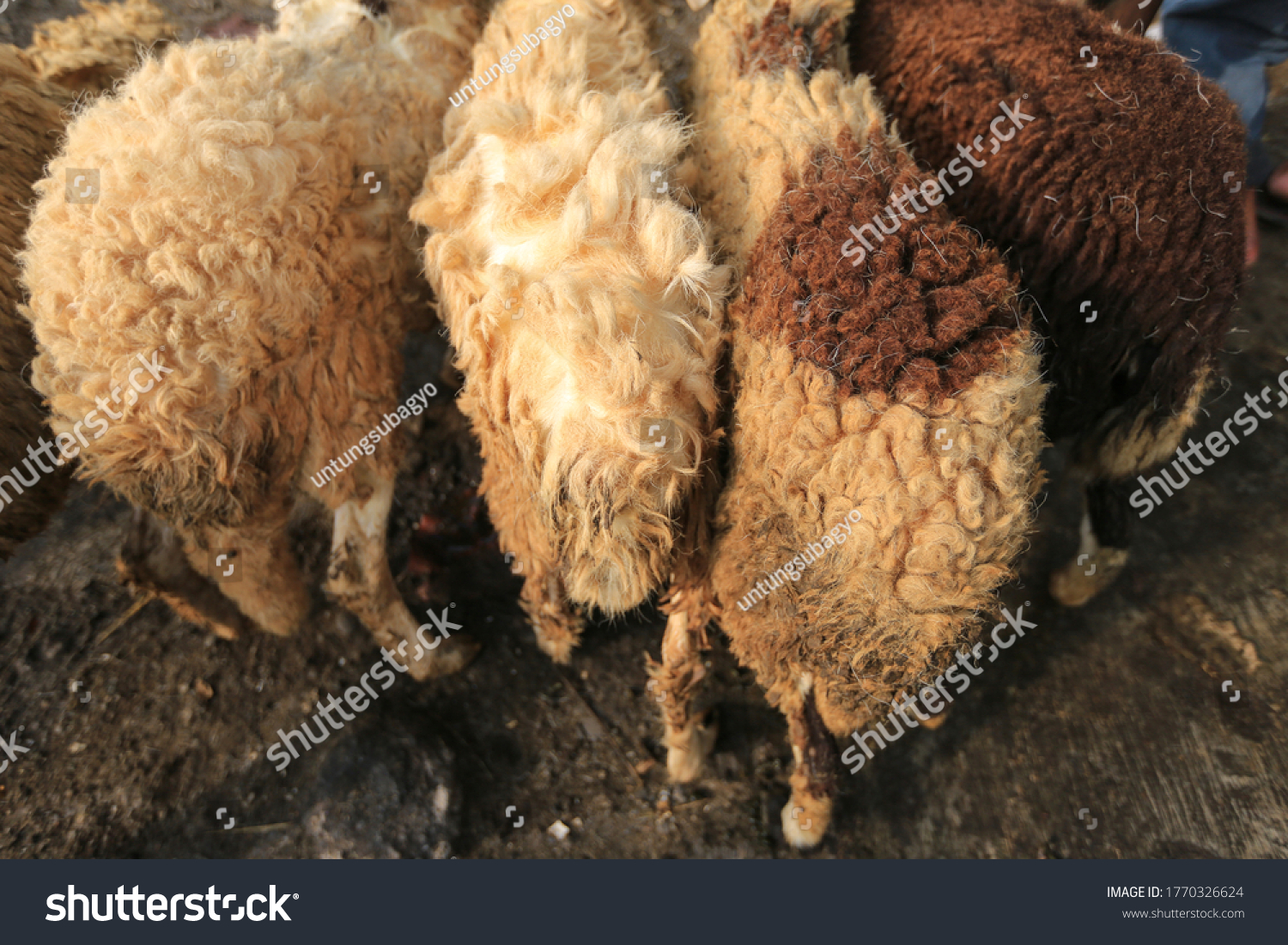 Sheep Domba Animal Markets Prepare Sacrifices Stock Photo 1770326624 ...