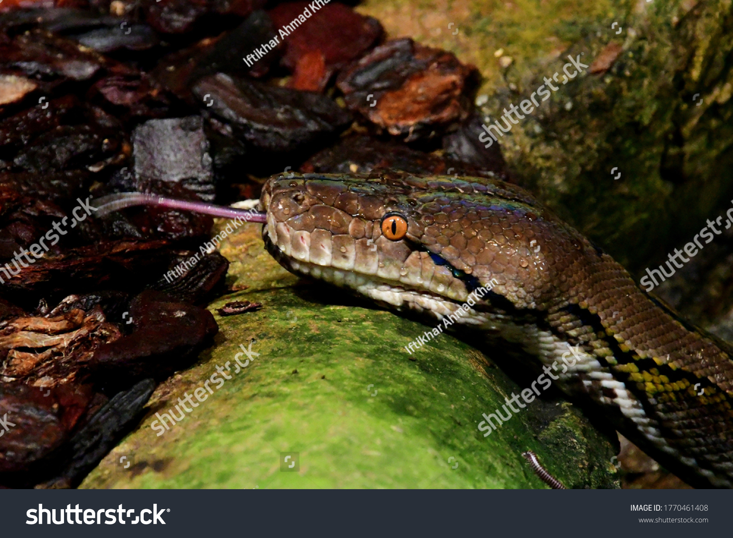 Snakes Elongated Legless Carnivorous Reptiles Suborder Stock Photo ...