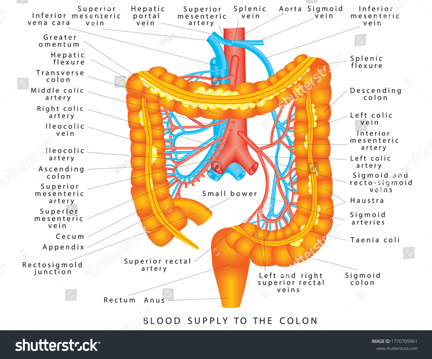 Colon Blood Supply Arterial Veins Large Stock Vector (Royalty Free ...