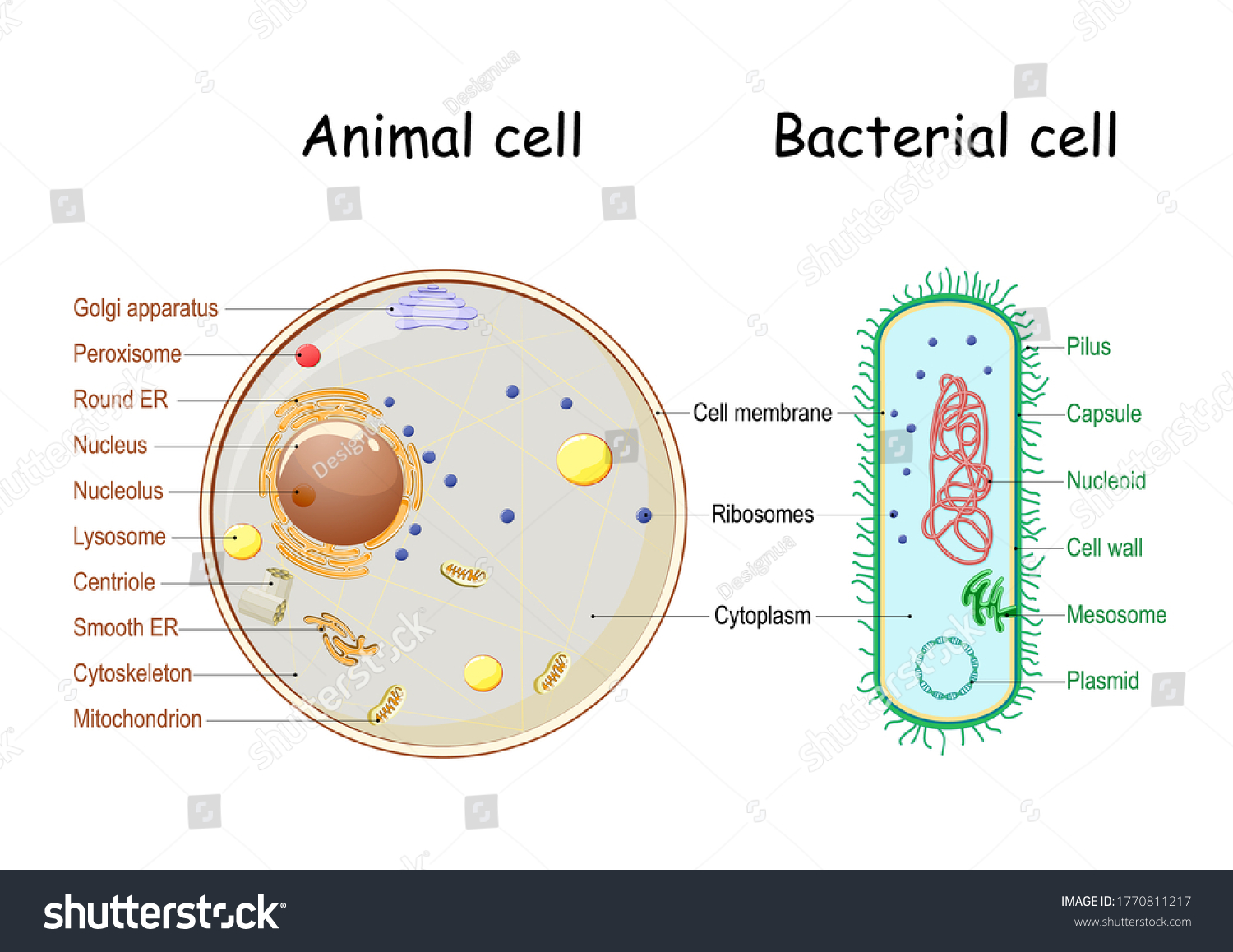 Comparison Structure Bacterial Animal Cells Cross Stock Vector (Royalty ...