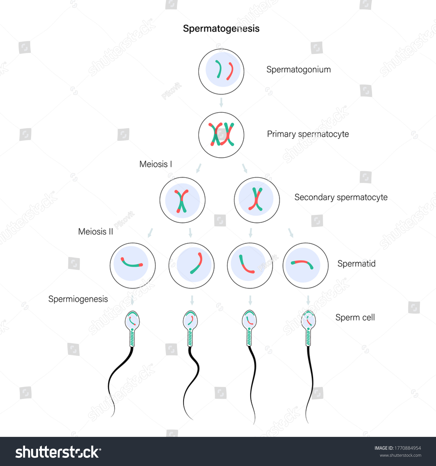 Spermatogenesis Cell Division Diploid Cells Dna Stock Vector Royalty Free 1770884954 