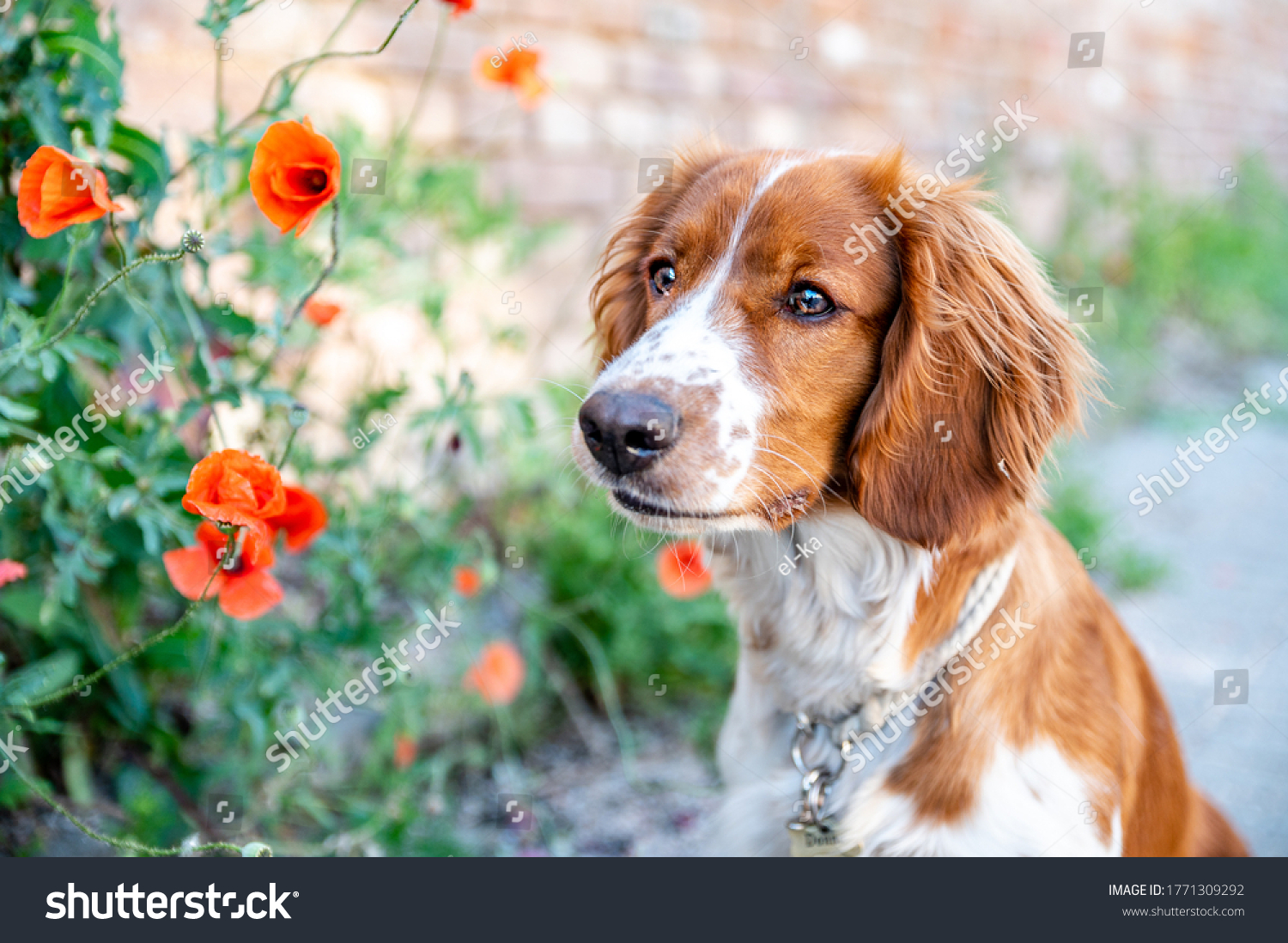 are welsh springer dogs healthy