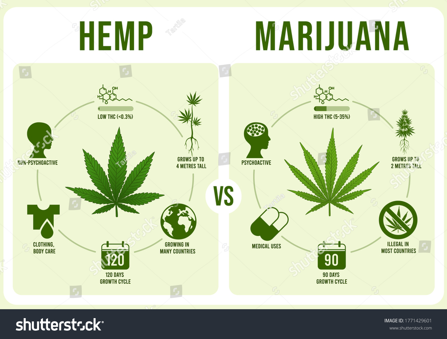 Hemp Vs Marijuana Infographics Cannabis Leaf Stock Illustration ...