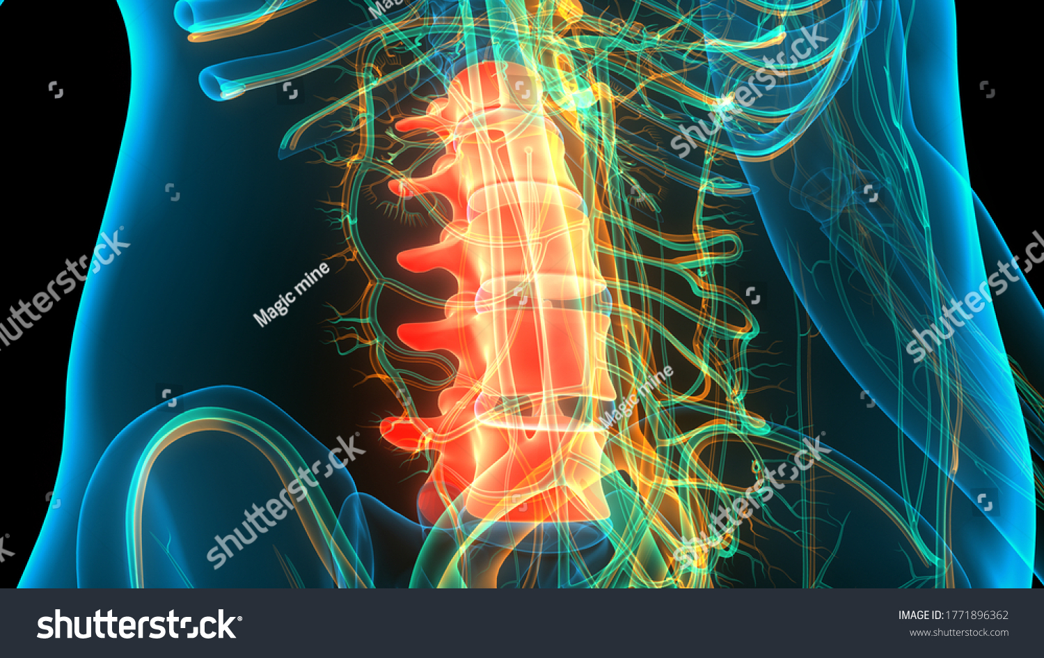 spinal-cord-vertebral-column-lumbar-vertebrae-stock-illustration