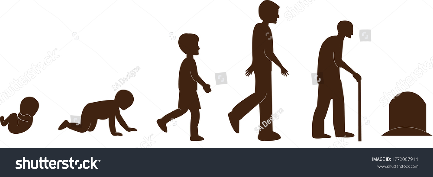 Six Stages Human Life Cycle Birth 库存矢量图（免版税）1772007914 | Shutterstock