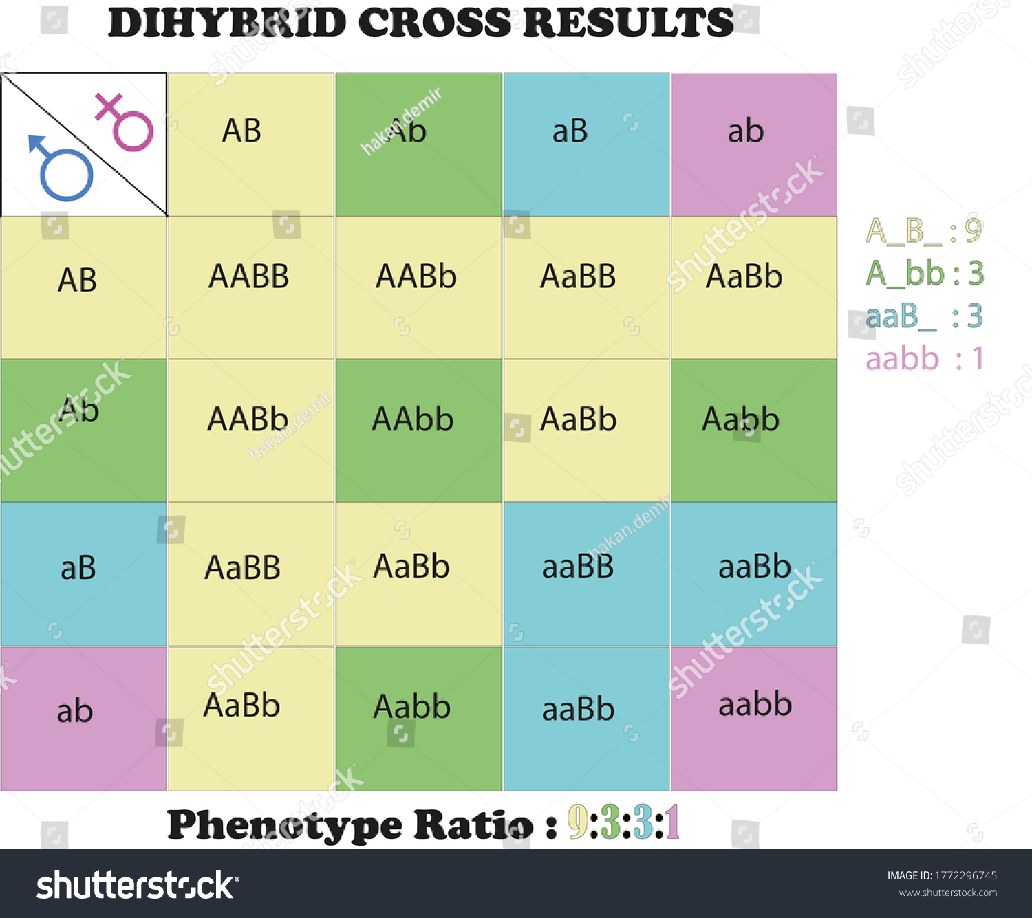 Dihybrid Cross Phenotypic Ratio White Background Stock Illustration ...