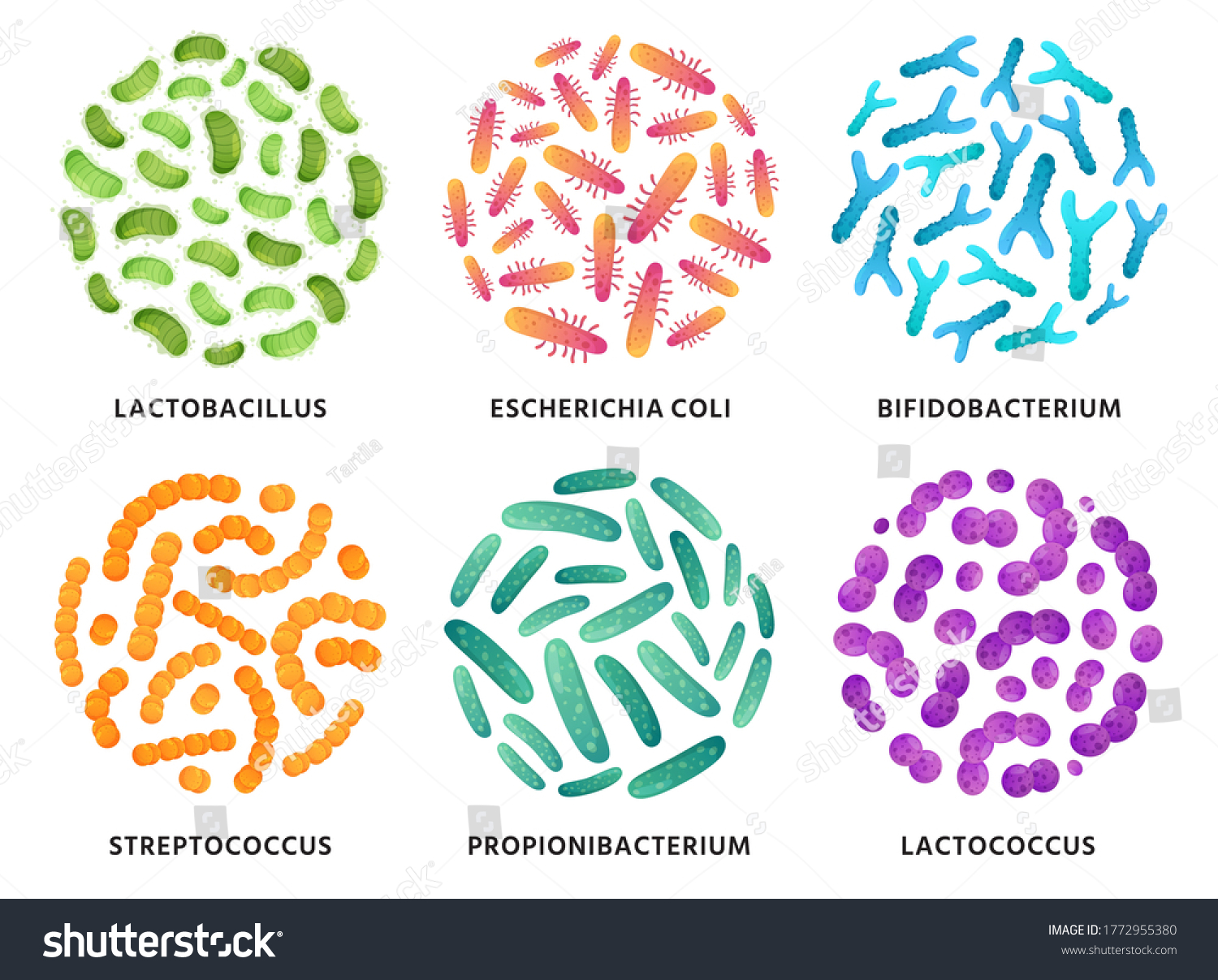 Probiotics Lactobacillus Bifidobacterium Lactococcus Probiotic Bacteria ...