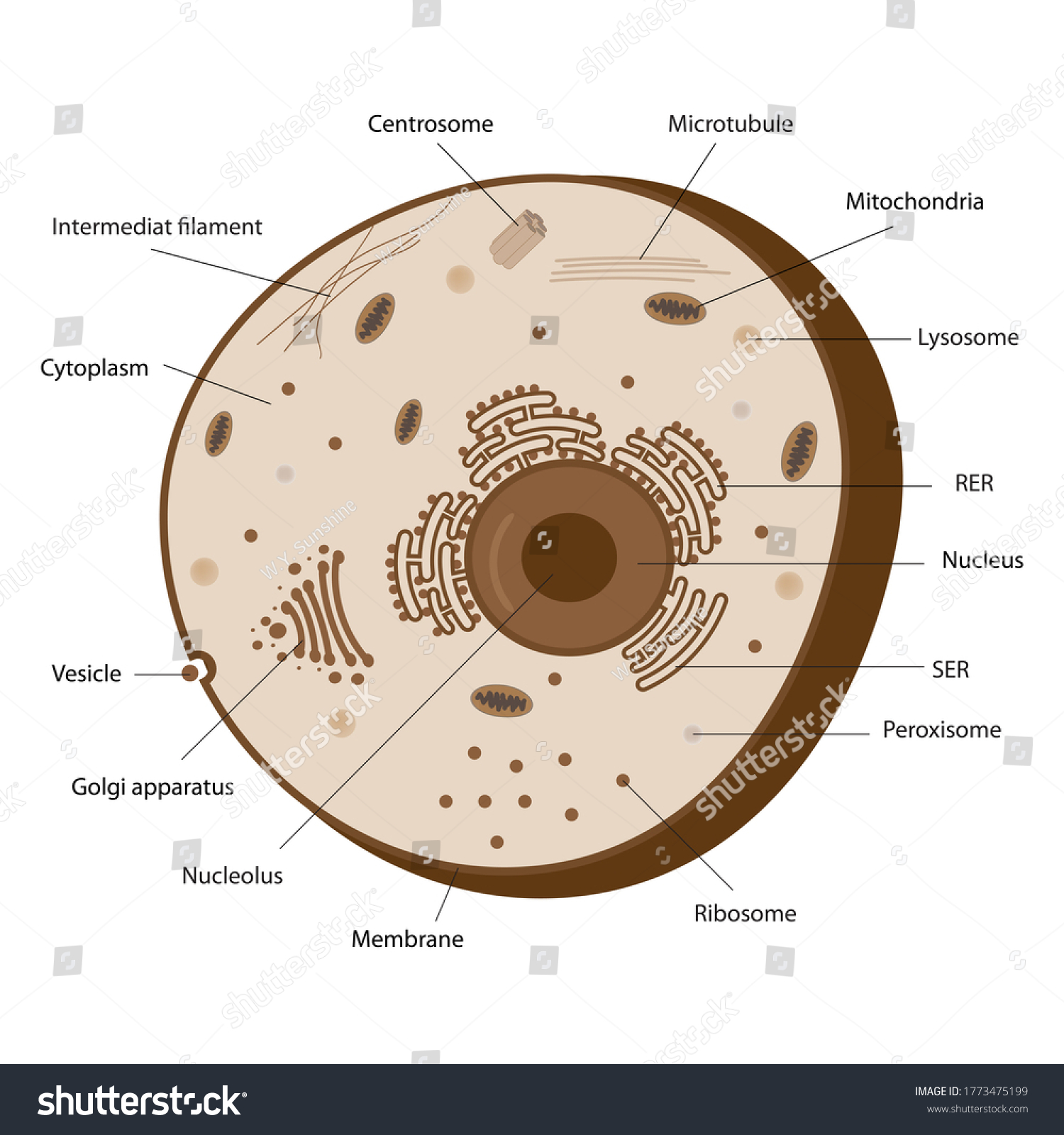 Eukaryotic Cell Structures Show Nucleus Smooth Stock Illustration ...