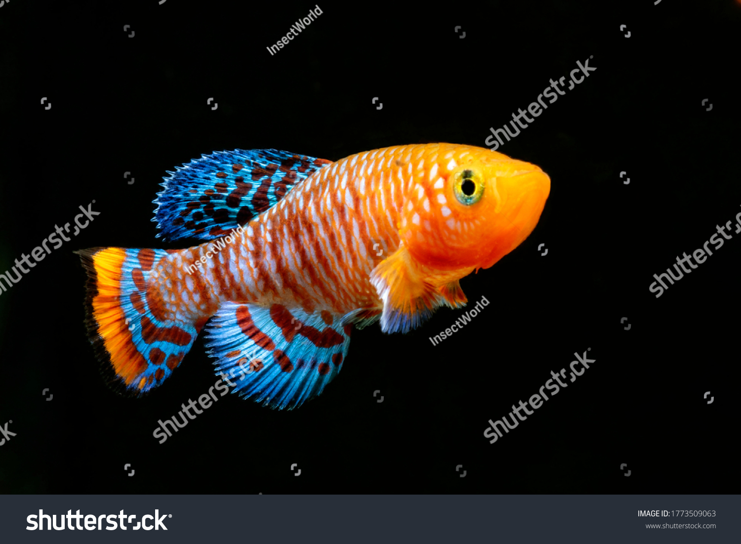 Very Colorful Male Nothobranchius Rachovii Killifish Stock Photo 