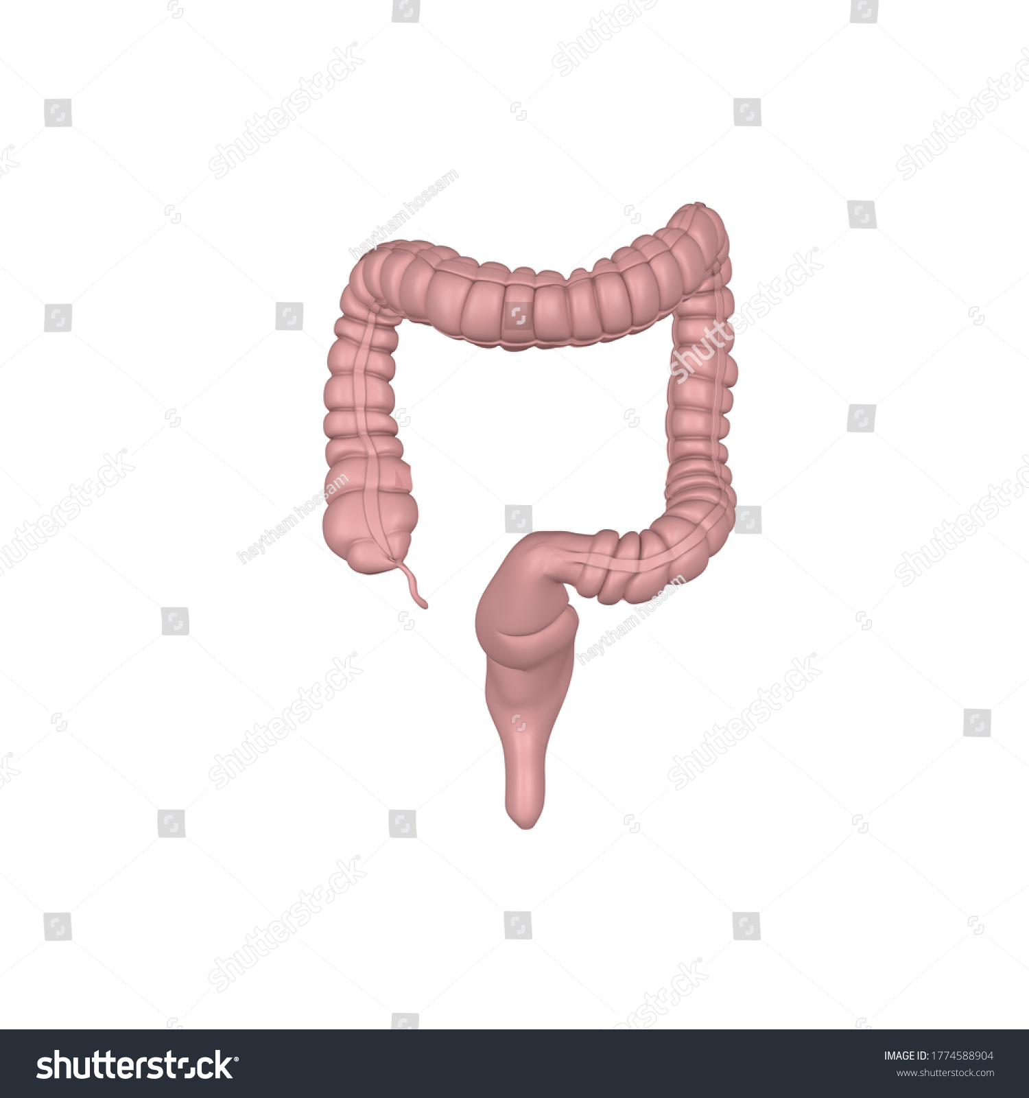 Colon Anatomy Side View 3d Stock Illustration 1774588904 | Shutterstock