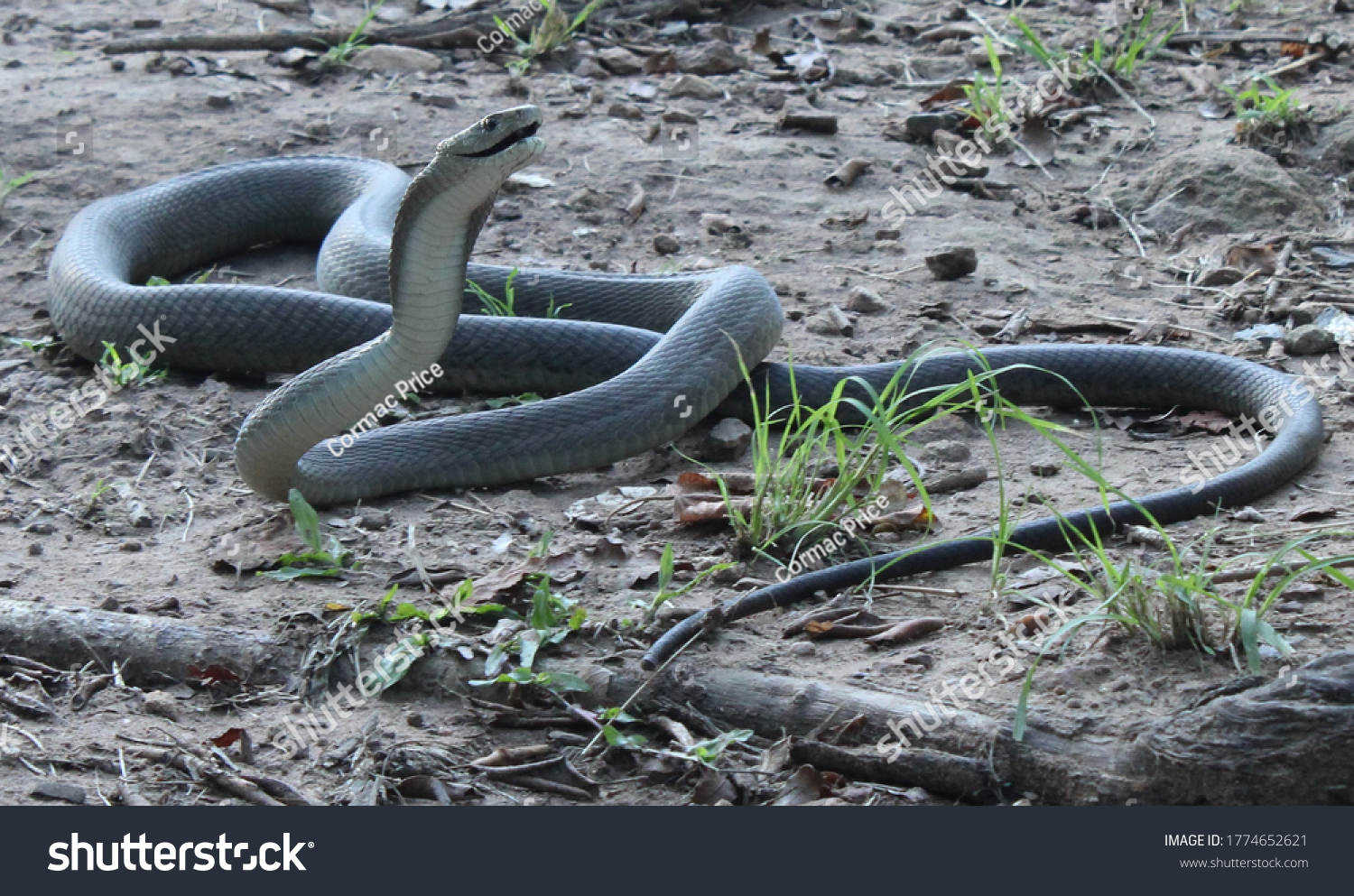 Как вынимают змеиный яд из змей