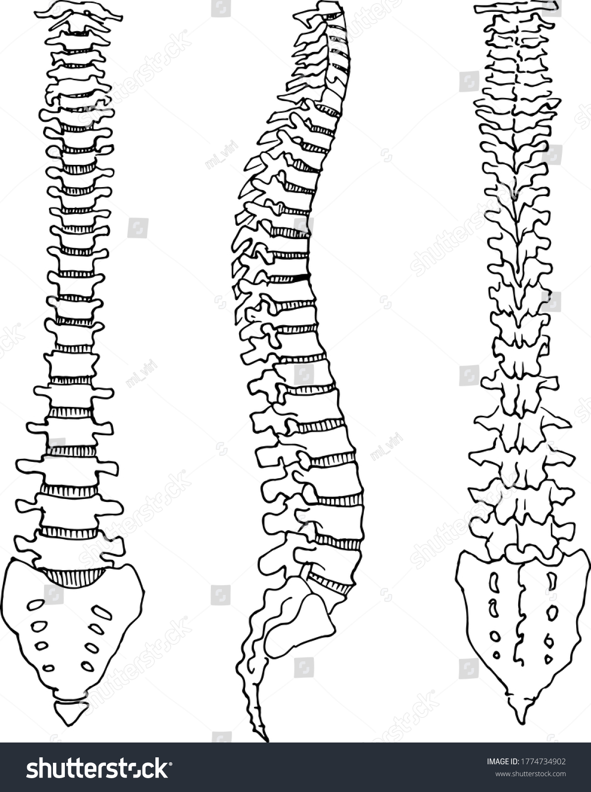 Contour Vector Outline Drawing Human Spine Stock Vector (Royalty Free ...