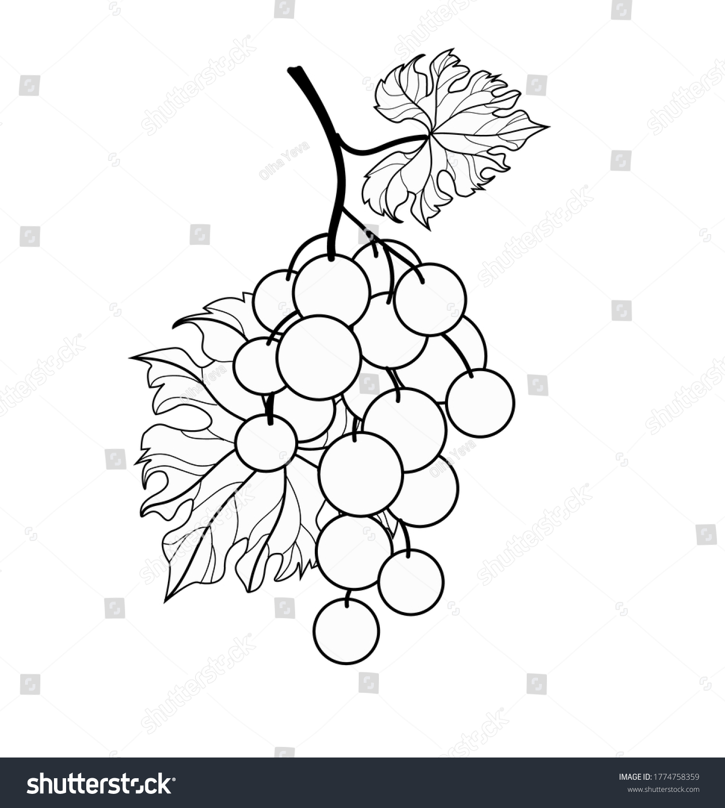 Bunch White Grapes Black Outline Drawing Stock Vector (Royalty Free ...