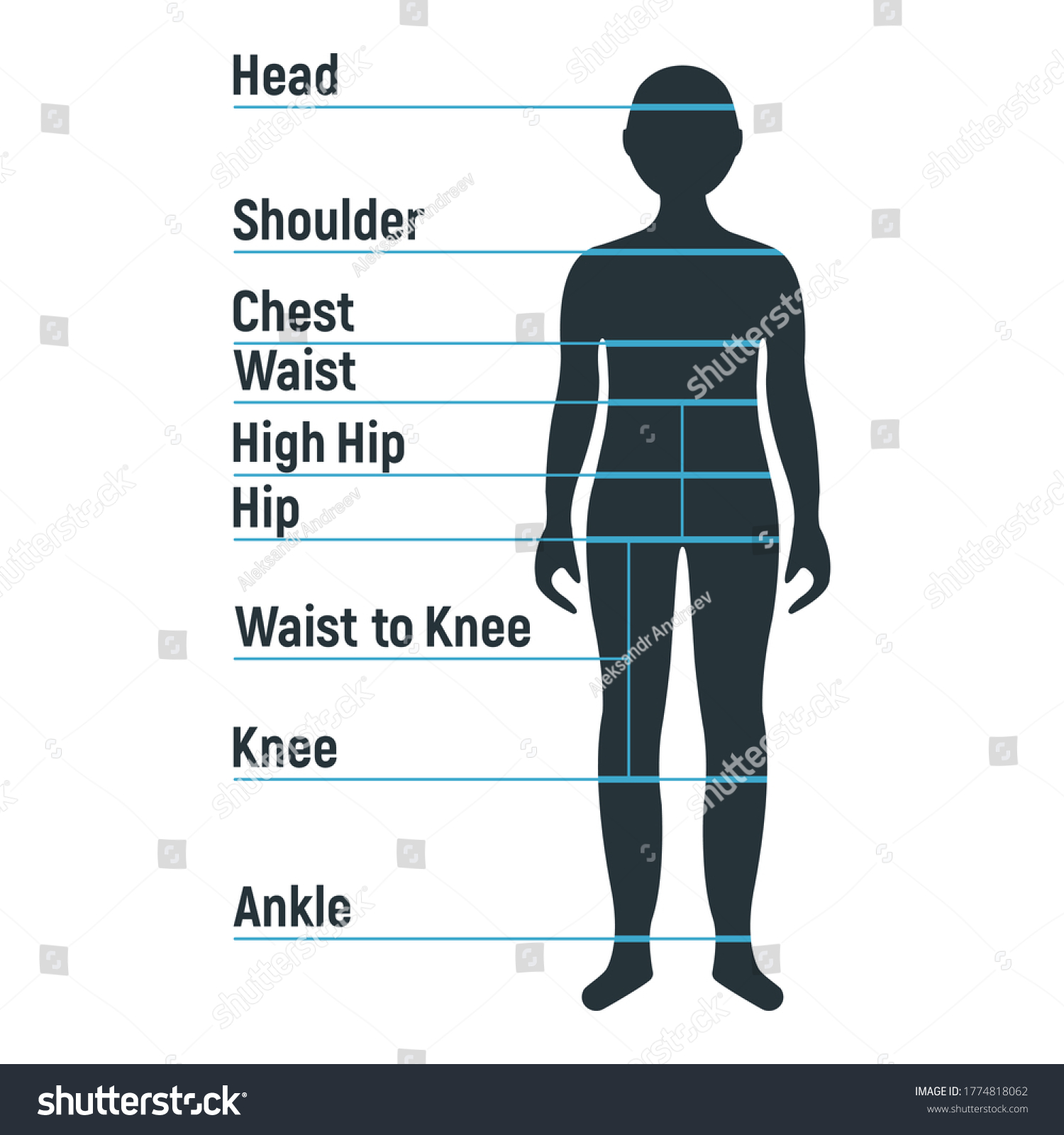 Male Size Chart Anatomy Human Character Stock Vector (Royalty Free ...