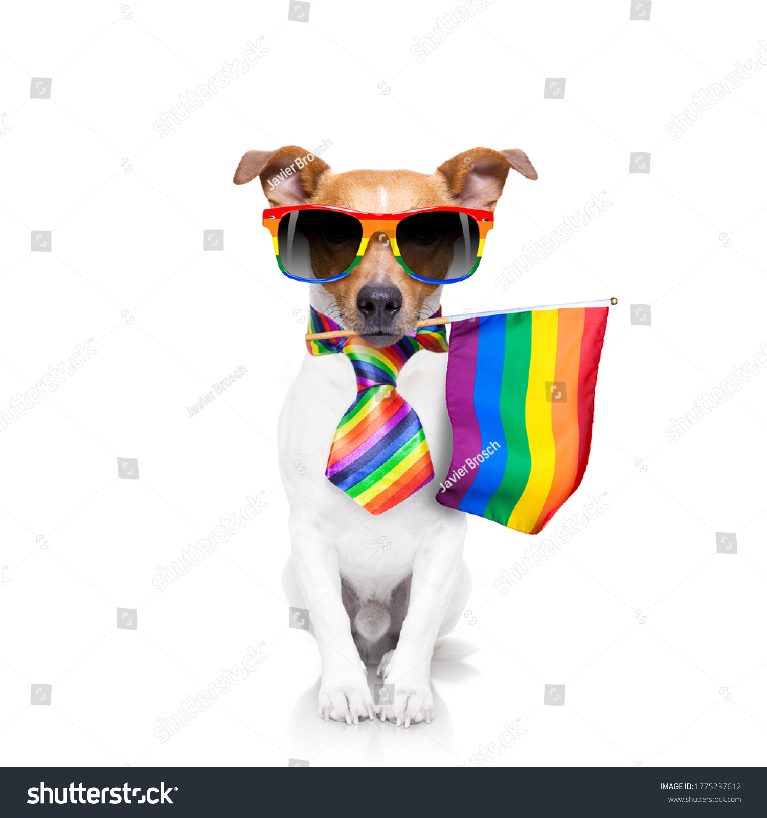 gay divertido de de stock 1775237612 | Shutterstock